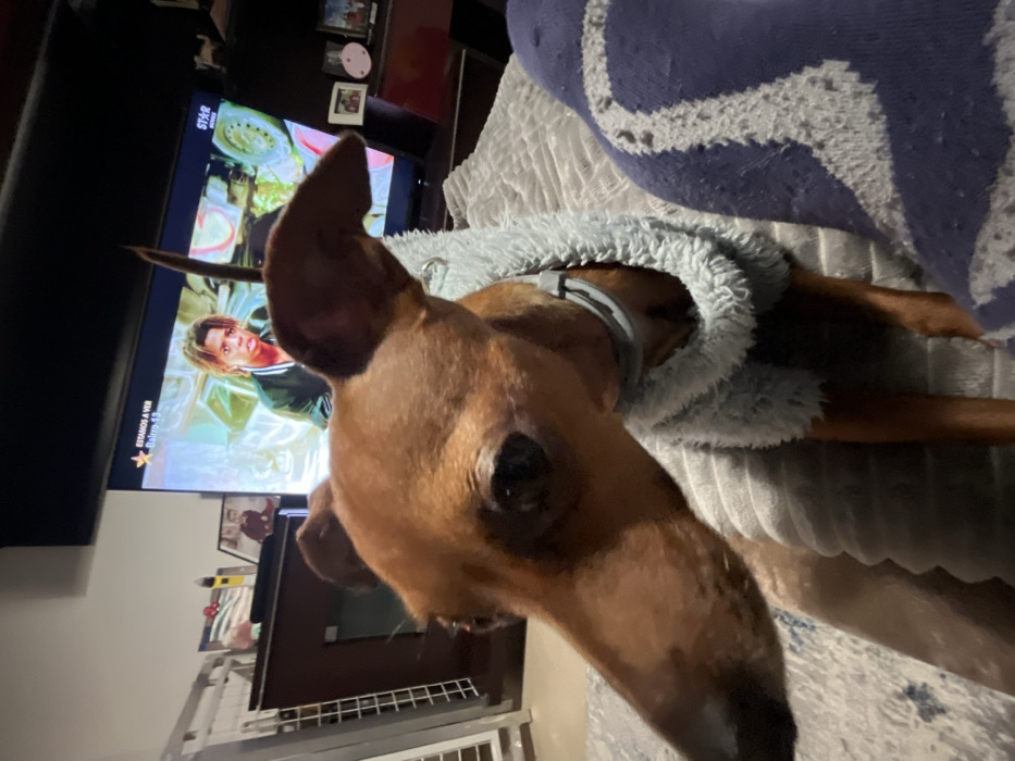 A brown Dachshund wearing a light blue fuzzy hooded sweatshirt lies on a gray textured blanket with a blue and white patterned pillow. The dog faces the viewer with its head tilted up. A television in the background displays a person with blonde hair on screen. A dark cabinet is partially visible near the TV, and the bottom part of a silver metal object is visible in the lower left corner.