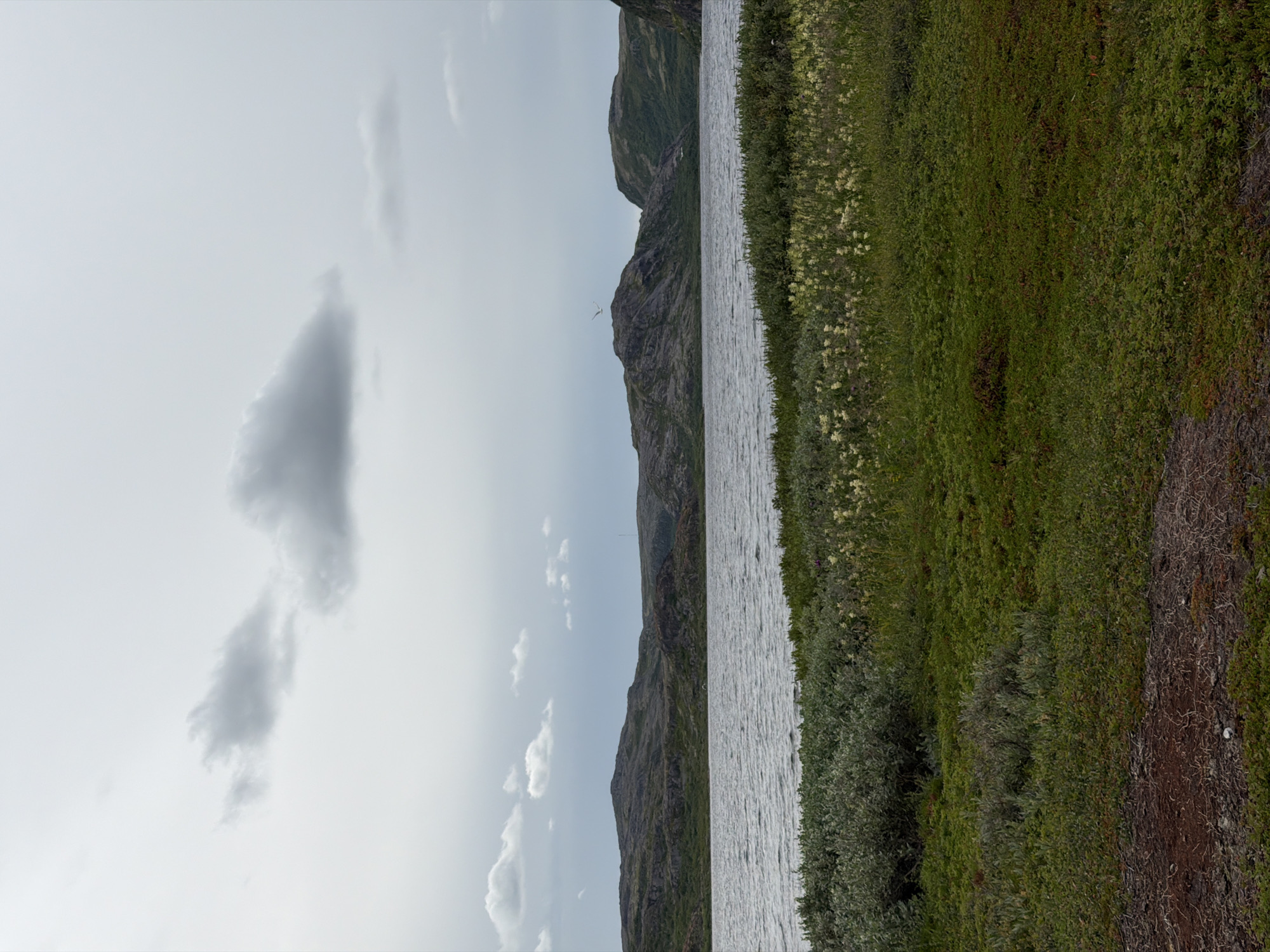 An overcast, cloudy sky looms over a body of water in Teriberka, Russia. The water's surface is rippled, suggesting wind. In the foreground, lush green vegetation covers the ground, with patches of low-lying bushes and flowering plants. Beyond the water, rolling hills rise, sparsely covered with rocky outcrops and dark green foliage. The landscape appears rugged and wild, characteristic of a subarctic environment. No people or animals are clearly visible. The overall impression is one of a remote, natural landscape under a somber sky.