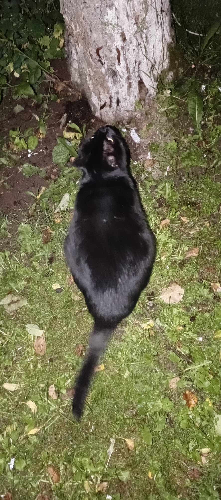 A black cat is shown from above, sitting on the grass near a tree. The cat's tail is long and bushy. The ground is covered with green grass, fallen leaves, and dirt. The tree has a rough, light-colored bark. The scene appears to be outdoors in a natural setting. The location is identified as Мерчалово Снт, Russia.