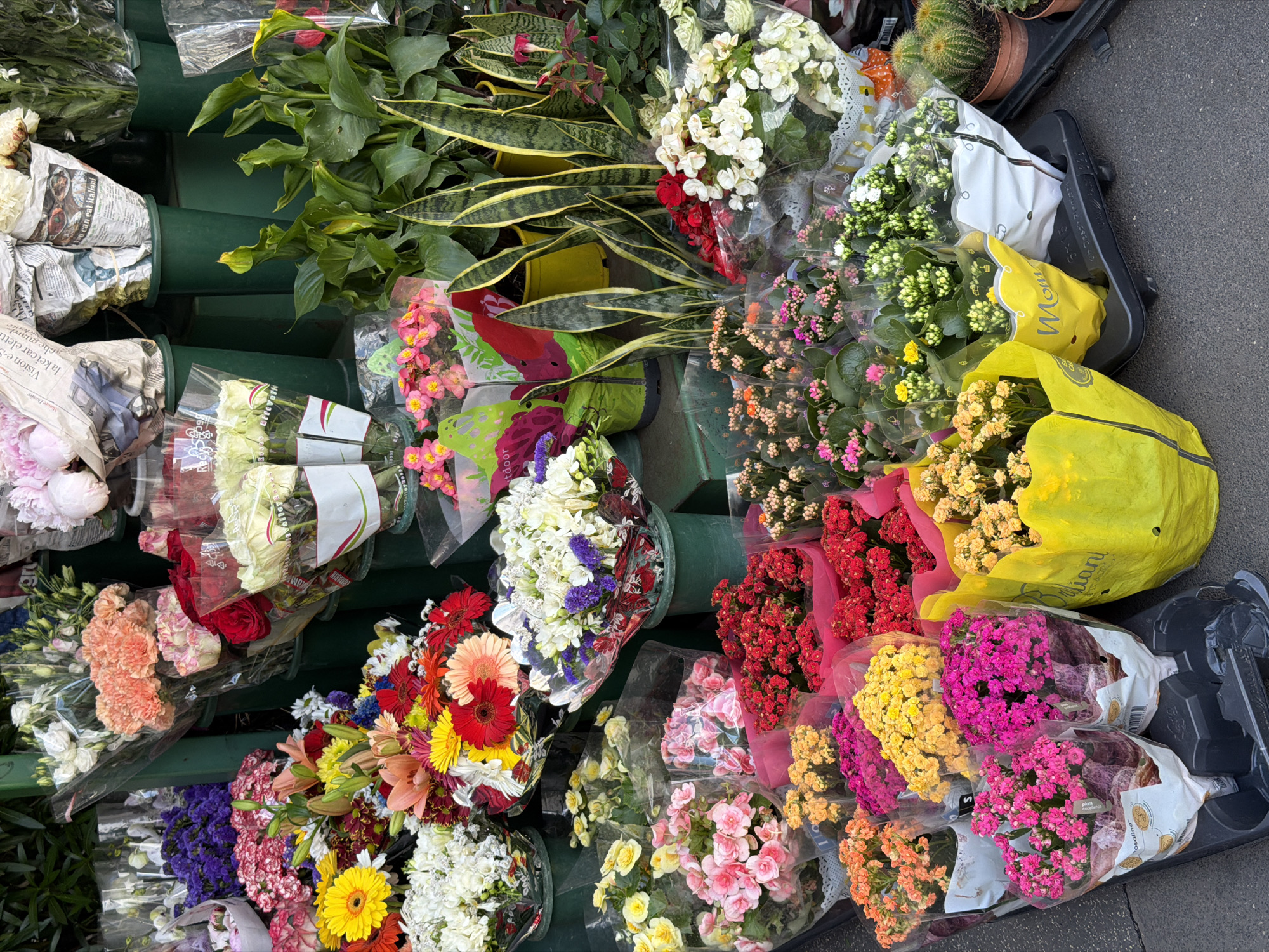 An overhead shot captures a vibrant and densely packed display of fresh flowers and potted plants, likely at a street market or flower stall in Milan, Italy. The scene is bursting with color, featuring numerous bouquets and plant varieties arranged vertically on green multi-tiered stands and in black plastic crates on a paved surface, presumably a sidewalk.
Dominant elements include a wide assortment of cut flowers. Bouquets of brightly colored gerbera daisies in reds, oranges, and yellows are prominent, alongside various roses in white, pink, yellow, and deep red. Other cut flowers visible are soft pink peonies, peach and pink carnations, orange lilies, and mixed bouquets featuring white blooms accented with purple or red. Many bouquets are individually wrapped in clear plastic, while some are secured with newspaper, displaying Italian text such as "ou can eat italiani", "Vision e-S", "la kei car elett", "Motore Dossier", and "Etrevall".
Among the potted plants are numerous flowering Kalanchoe in shades of fuchsia, yellow, orange, and red, and pink, yellow, and white Begonias, many contained within clear plastic and some in yellow paper bags, one of which reads "Mom". Also displayed are variegated snake plants (Sansevieria), other green foliage plants, and small cacti in terracotta pots. The setting appears to be outdoors under bright daylight, suggesting a bustling daytime market environment. Additional visible text includes "osalina", "Mian", and "tdoor" on various packaging.
