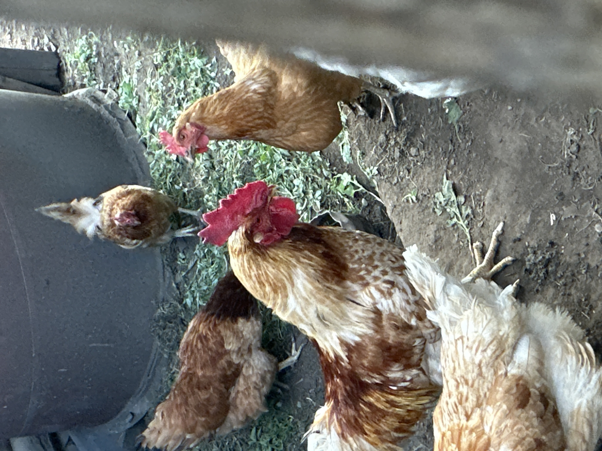 Four chickens are gathered near a large, dark, cylindrical object, possibly a feed bin or waterer, in an outdoor setting. The ground is a mixture of dirt and sparse green vegetation. The chickens are of various brown, white, and reddish hues. One chicken in the foreground, a rooster, is particularly prominent with its reddish comb and a mix of brown, white, and golden feathers. Another chicken, facing left, appears to be pecking at the ground. Two other chickens are further in the background, one with its head down, and another partially obscured. The lighting suggests it is daytime, possibly late afternoon, with natural light illuminating the scene. There is no visible text in the image. The overall scene depicts a typical moment in a farm or backyard environment where chickens are allowed to roam.