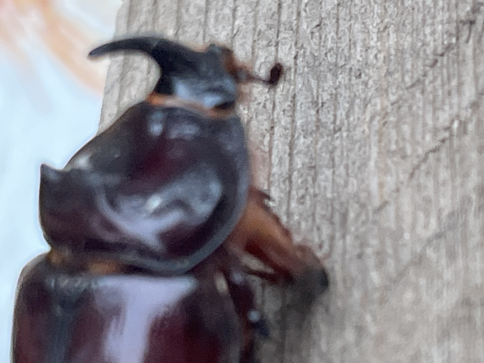 A close-up shot focuses on the head and part of the thorax of a rhinoceros beetle. The beetle is dark brown with a glossy exoskeleton. A prominent horn curves upward from its head, and another smaller projection is visible below it. The beetle is positioned on a textured surface that appears to be weathered wood, with distinct grain patterns. In the background, a blurry light blue and orange area suggests an out-of-focus environment, possibly indicating it's outdoors or near a window with some light and color filtering through. The image is tightly cropped, with the beetle's body extending out of frame to the left. There is no indication of the city of Krasnyye Barrikady, Russia, within the visual information provided.