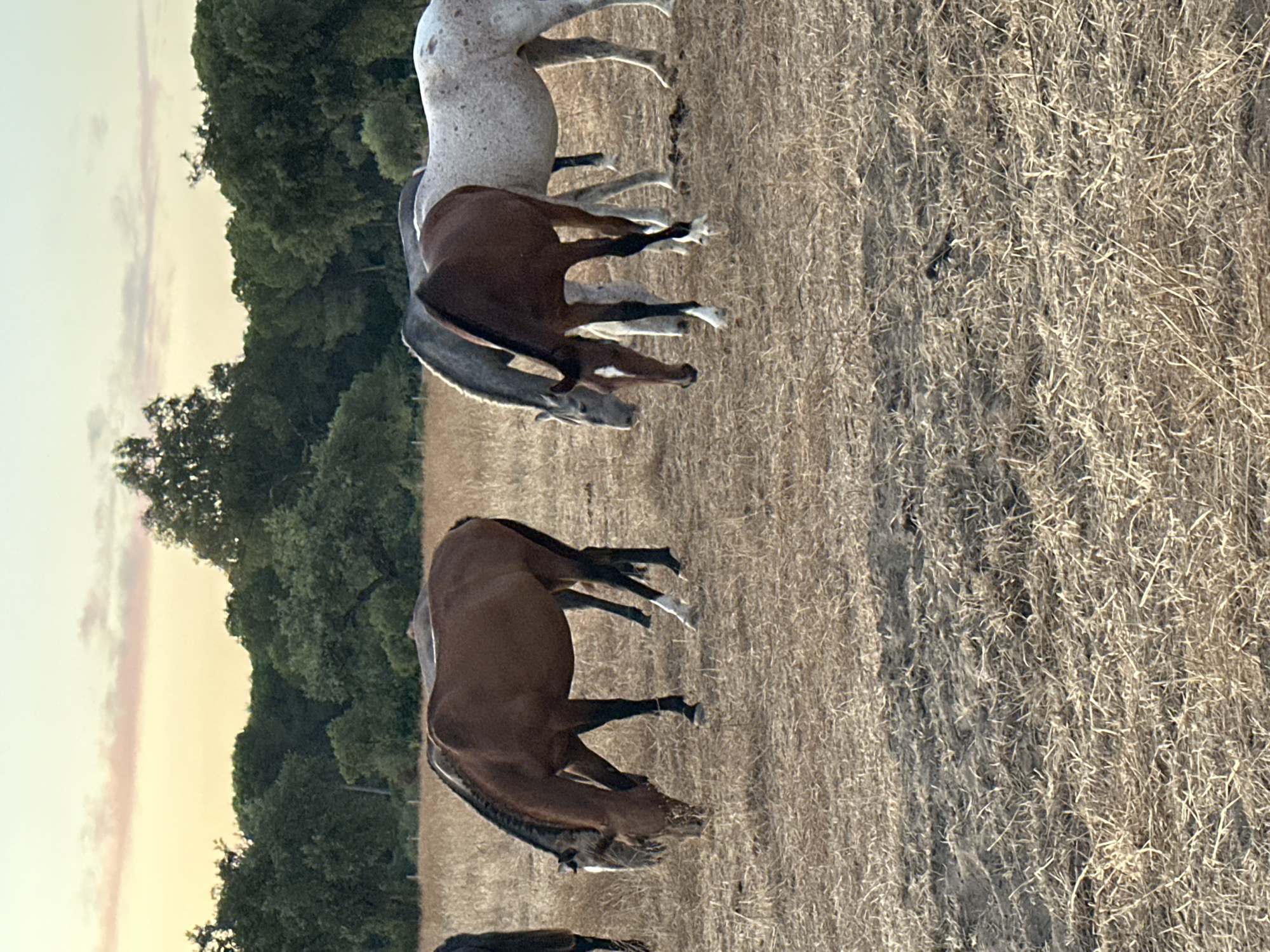 In a sun-drenched field of dry grass, several horses graze peacefully under a pale, pastel sky. The scene, set in El Pinto, Spain, evokes a sense of rural tranquility. The horses, varying in color from a rich chestnut to a dappled grey, are the central focus. One brown horse with white markings on its legs is prominently featured, bending its head to the ground to eat. Beside it, a grey horse is also grazing, its mane flowing. Further in the background, other horses are visible, partially obscured by the dry vegetation. The landscape is characterized by the arid ground, covered in straw-like grass, and a backdrop of lush green trees. The soft light suggests either early morning or late afternoon, casting gentle shadows on the field.