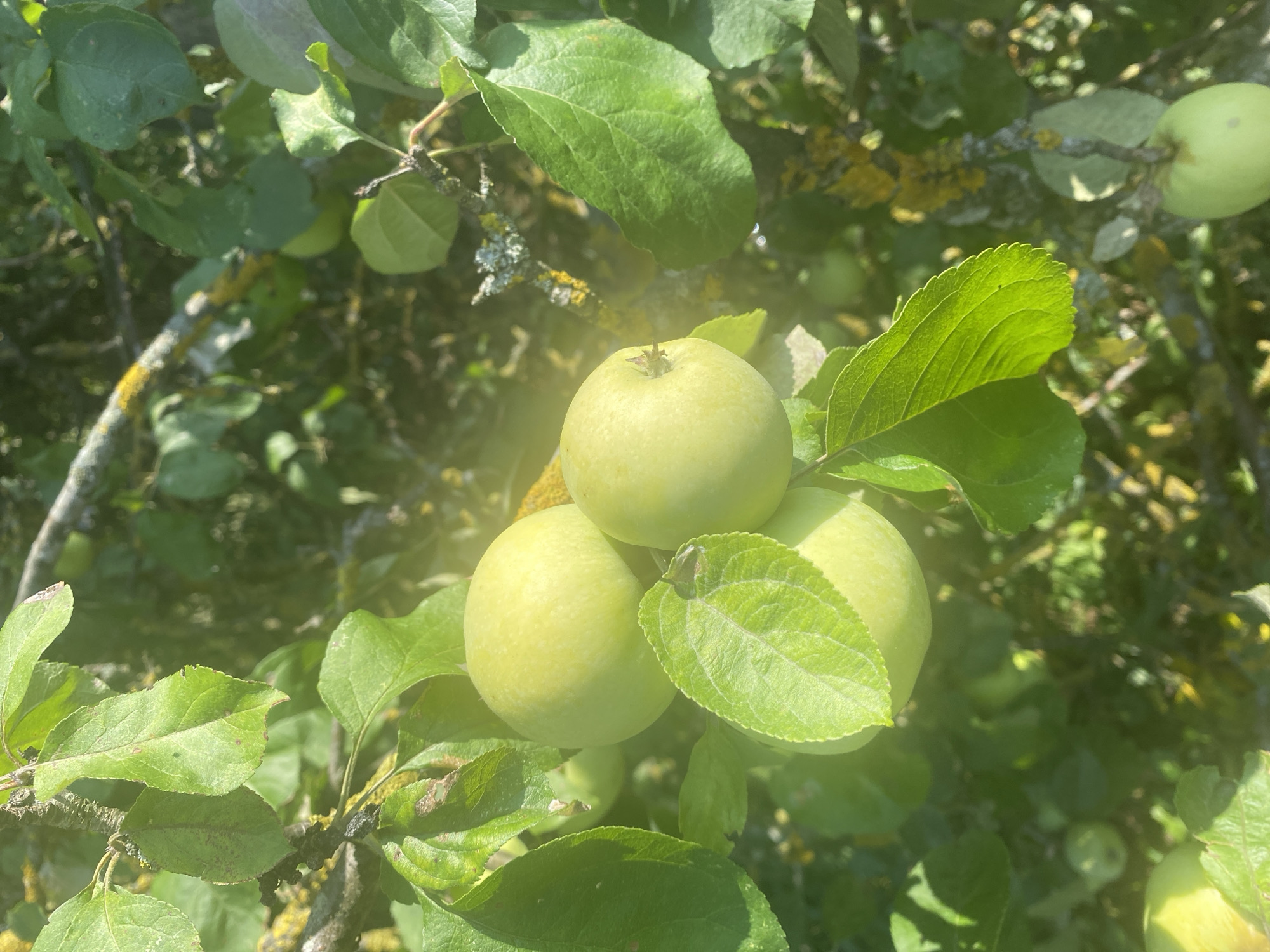 A close-up, outdoor, eye-level shot captures a cluster of unripe green apples hanging from a tree branch. The apples are a pale green hue, and their surfaces are smooth. Several green leaves are interspersed among the apples, with some showing slight browning or spotting along the edges. The tree bark is visible in some areas and appears rough, with patches of grey and yellow lichen. The background is filled with dappled sunlight filtering through more green foliage, creating a soft, blurred effect. The overall scene suggests a natural setting, likely an orchard or a garden. The image does not contain any people or specific structures that would indicate a precise location within the city of Воўчынскі сельскі Савет, Belarus, beyond it being an outdoor, vegetated area.