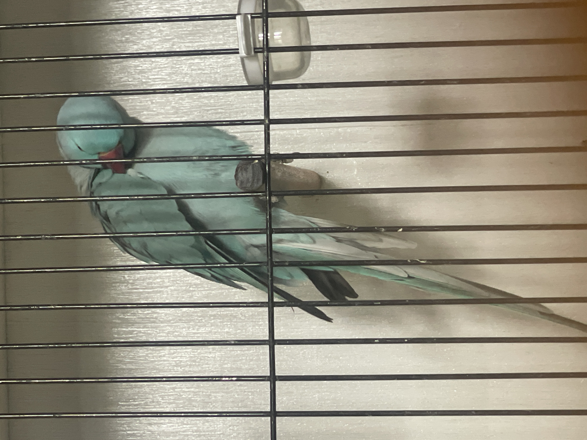 A pale blue parrot with its eyes closed and its head tucked is perched on a brown wooden dowel inside a cage. The cage has vertical black bars. Behind the cage is a textured, light-colored wall. The parrot's beak is reddish-orange. To the right of the parrot, a clear plastic water dish with a white lid is attached to the cage bars. The image is taken from a medium distance, focusing on the parrot. The location is not specified.