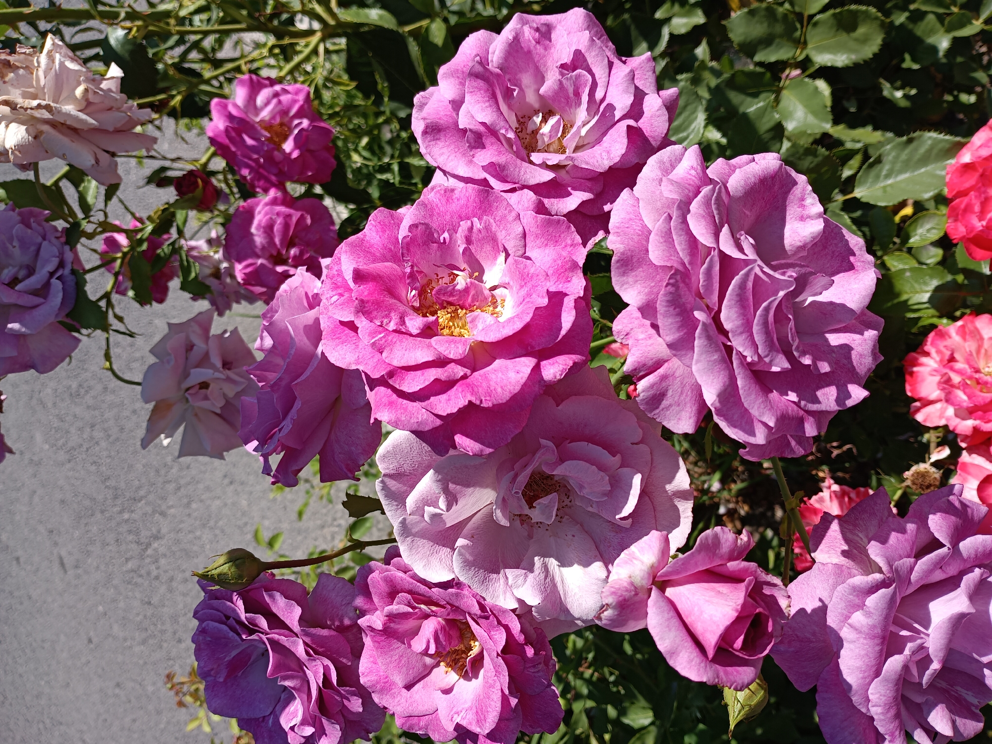 The image displays a close-up view of several pink and purple roses in bloom. The roses are varied in their stage of development, with some fully open and others appearing as buds. The flowers are densely packed, with their petals overlapping and creating a rich texture. Green leaves are visible in the background, providing a natural setting for the roses. The lighting suggests it is daytime, with shadows cast on some of the petals. The scene appears to be an outdoor garden. The location of Zlatitsa, Bulgaria is not visible or suggested by any elements within the image.