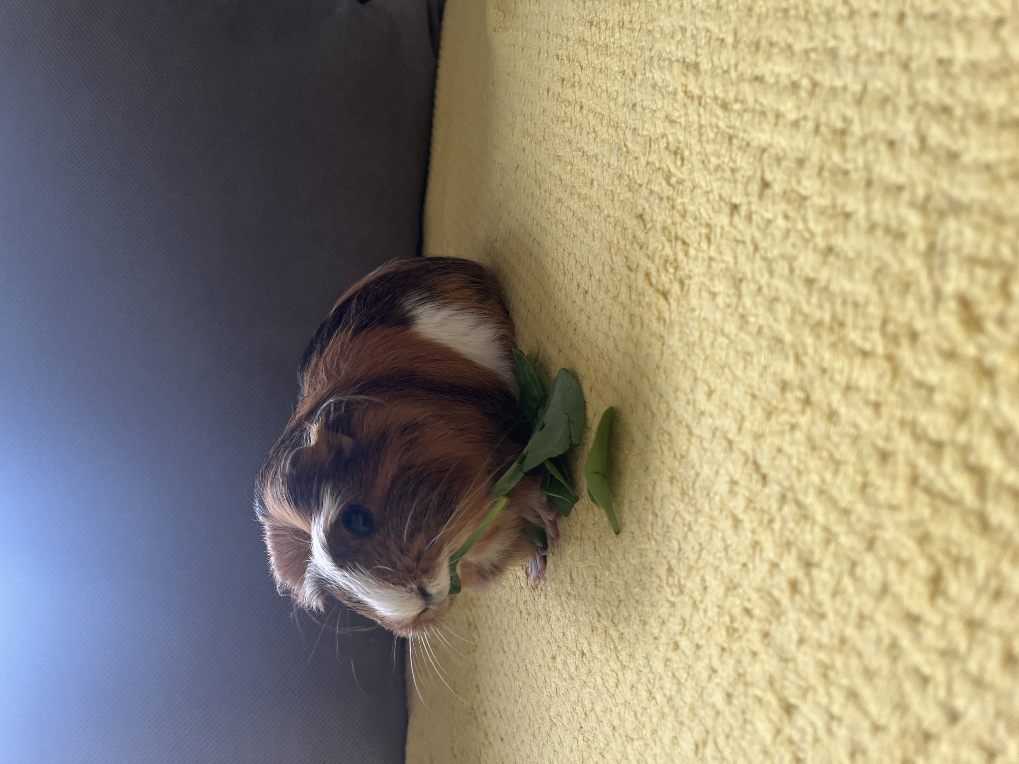 A guinea pig sits on a yellow carpet and eats leafy greens. The guinea pig has brown, white, and red fur. Part of a grey sofa is visible on the left.
