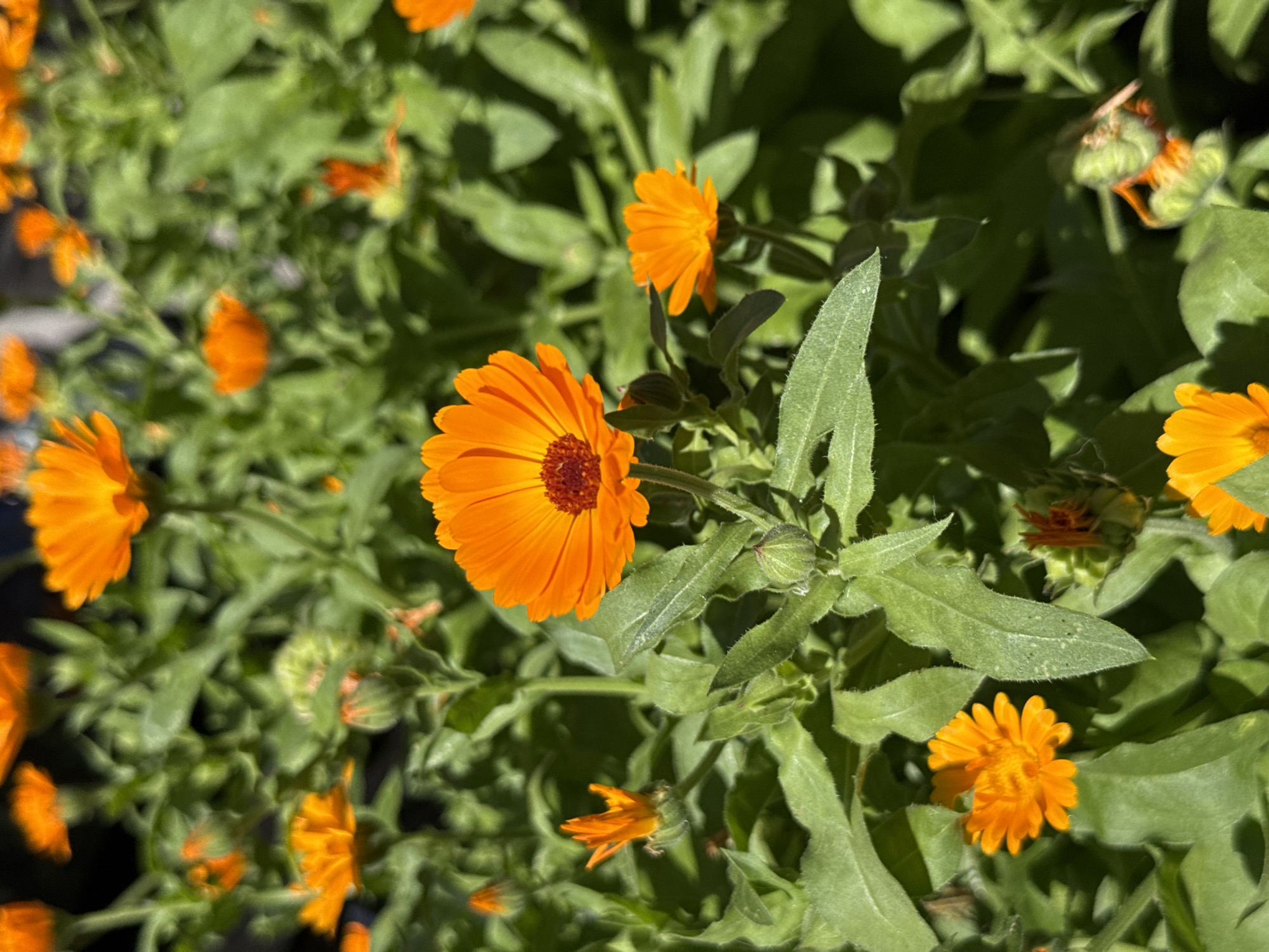 The image depicts a cluster of bright orange calendula flowers with green foliage under natural sunlight. The flowers are in various stages of bloom, with some fully open and others as buds. The foreground is dominated by a large, fully bloomed calendula flower with its characteristic ray florets and a dark center. The background is a blur of more flowers and leaves, suggesting a garden or natural setting. The image does not contain any explicit markers of its location in the city of Pleven, Bulgaria. No people, specific actions, or interactions are visible. The environment is characterized by lush greenery and the vibrant color of the calendula flowers.