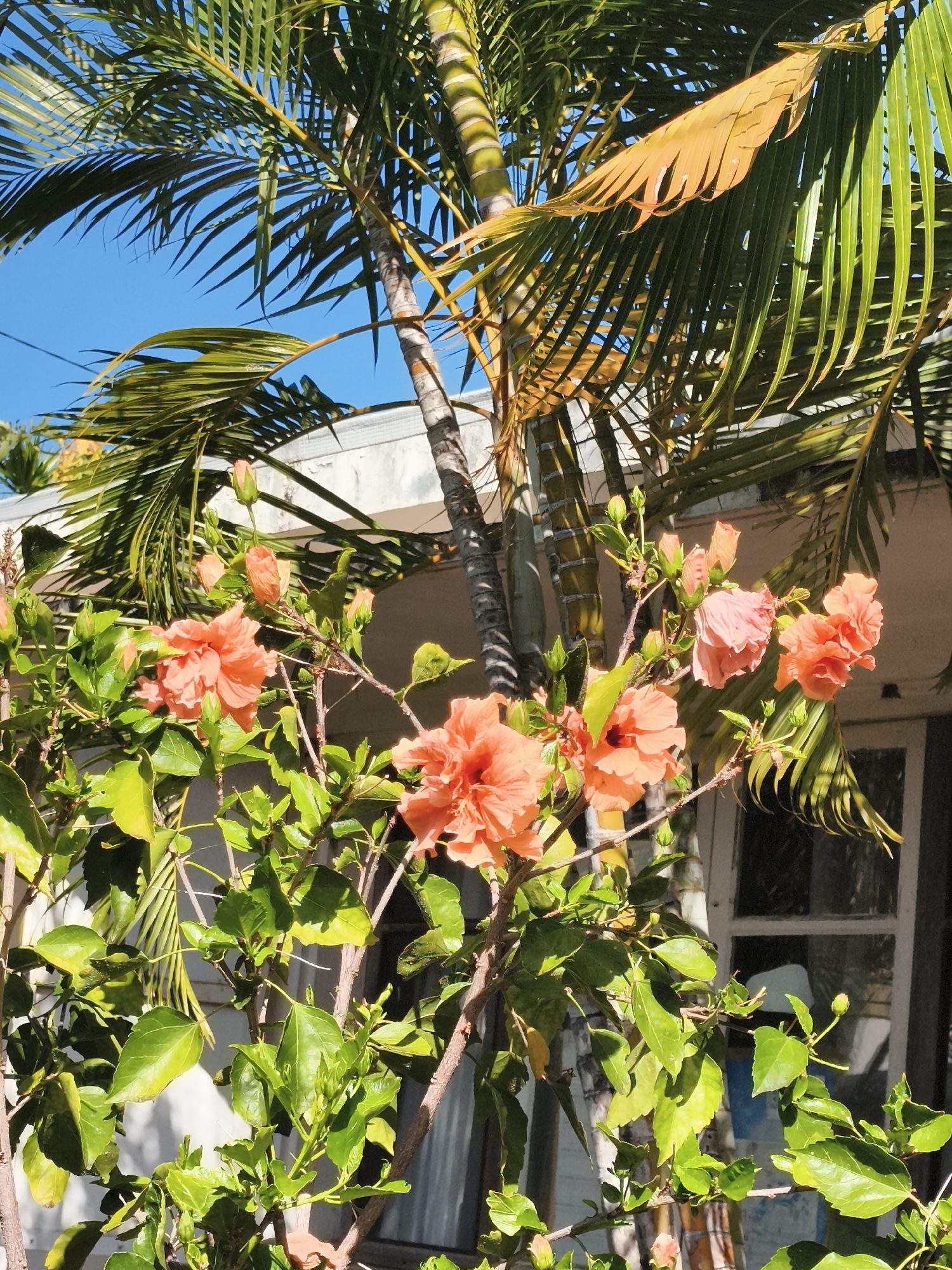 This is a photograph of a flowering hibiscus plant with bright orange flowers and lush green leaves. The plant is in the foreground, with a palm tree in the background. Behind the palm tree, there is a white building with a window. The sky is blue and clear. The photograph appears to have been taken outdoors on a sunny day. There are no people or animals visible in the image. This scene is not identifiable as being located in the city of Saint-Denis, France.