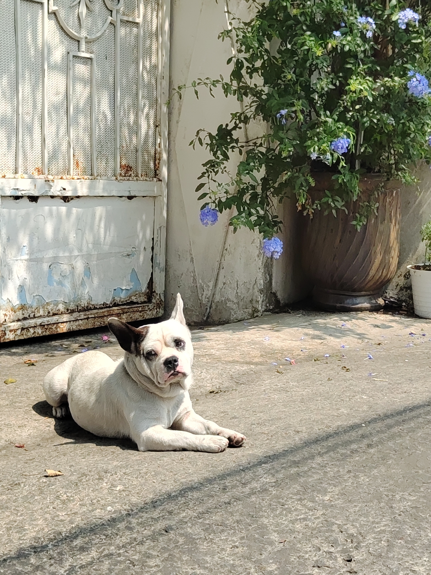 A medium, full outdoor shot features a white and brown bulldog lying on a concrete surface near a white, rusty metal gate and a large potted plant with blue flowers. The dog is lying down with its front legs crossed, looking directly at the camera. The gate is to the left, appearing aged and slightly rusted with peeling paint. A large potted plant, filled with green foliage and clusters of light blue flowers, stands to the right of the gate. The concrete ground is scattered with fallen blue flower petals. Shadows stretch across the lower right portion of the image. The overall scene appears to be a quiet, sunlit exterior in Da Lat, Vietnam.