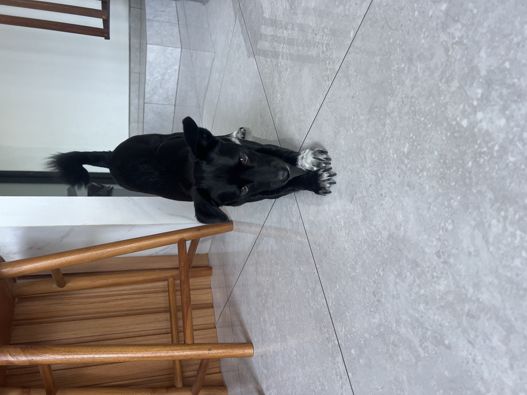 A black dog with white markings on its paws is lying on a gray tiled floor indoors. The dog is stretched out, looking directly at the camera with its head down. Part of a wooden chair is visible in the lower left corner of the image. In the background, there is a white wall and part of what appears to be a staircase or shelving unit. The image was taken in Mengwi, Indonesia.