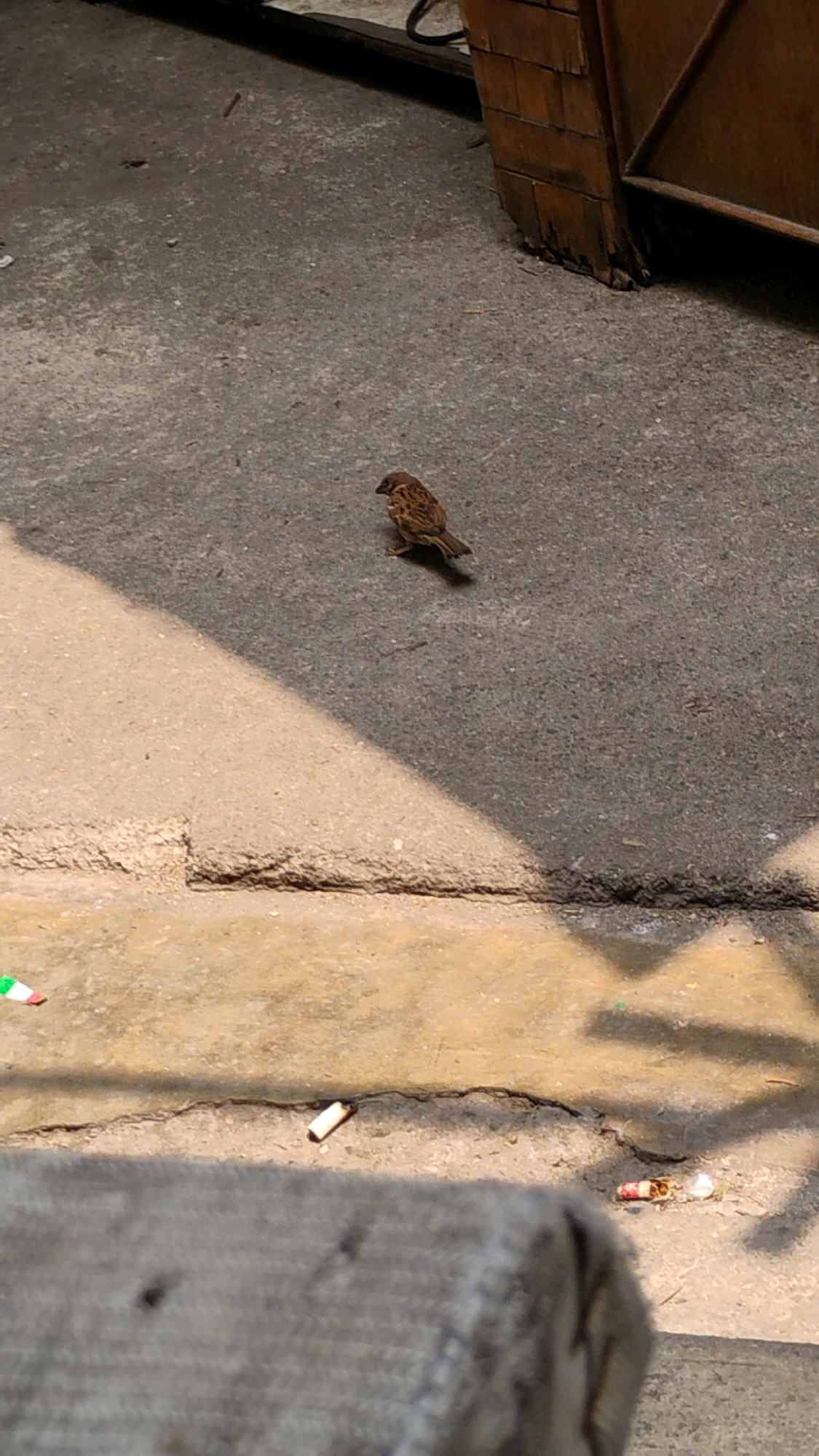 A sparrow stands on a concrete surface, casting a shadow. In the foreground, cigarette butts are scattered on the ground. In the background, a wooden structure is partially visible. The scene appears to be an outdoor urban environment.