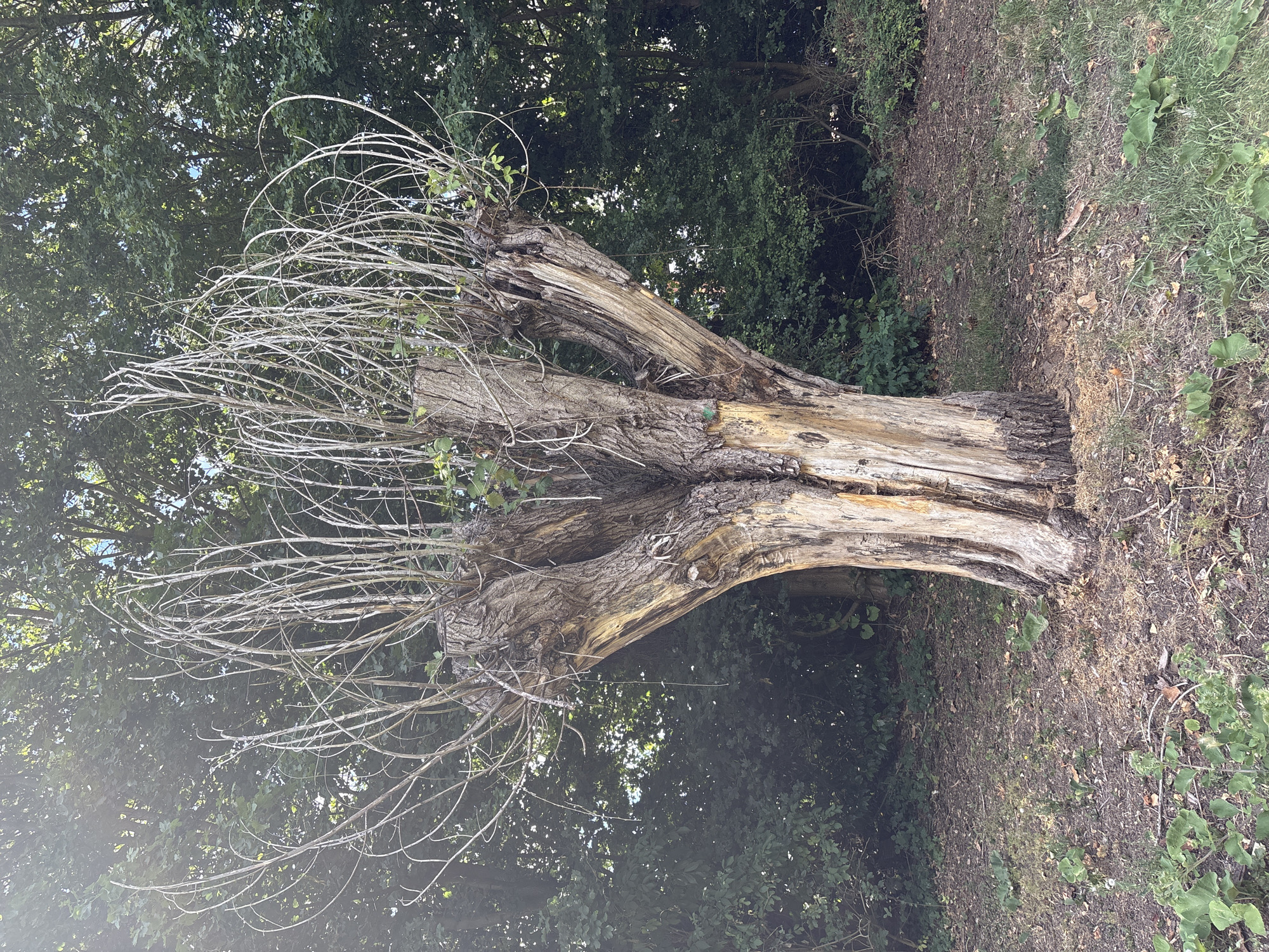 The image depicts a large, dead tree trunk with a gnarled and split appearance, lying on the ground amidst lush green foliage. The tree has been pollarded, with many thin, bare branches extending upwards and outwards, creating a striking, almost skeletal silhouette against the backdrop of dense leaves. The trunk itself is rough and textured, with areas of exposed wood showing lighter colors against the darker bark. Sunlight filters through the leaves, creating a dappled effect and highlighting the textures of the tree. The ground around the trunk is covered with a mixture of dry leaves, soil, and some patches of grass and small plants. The overall scene suggests a natural, possibly wooded, outdoor environment. There are no people or animals visible, and no text is present in the image. The lighting suggests it is daytime, likely with clear or partly cloudy skies, given the sunlight. The composition and subject matter evoke a sense of natural decay and the passage of time within an outdoor setting.