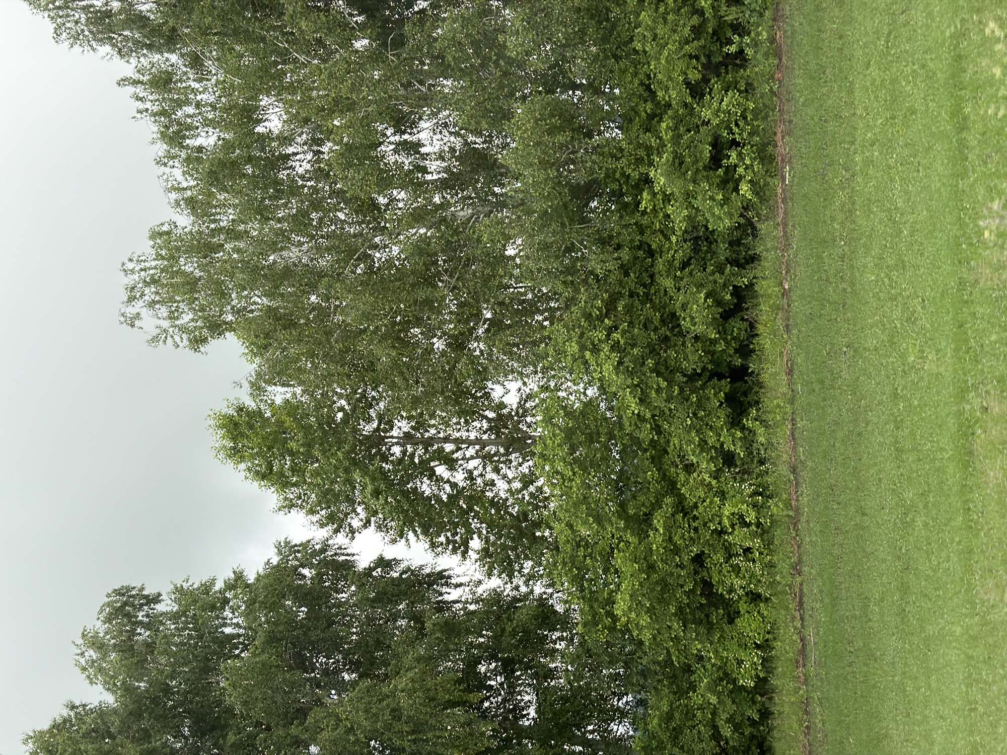 The image depicts an outdoor natural landscape in Akkuzovo, Russia, under an overcast sky. The foreground is dominated by a flat expanse of uniformly green grass, suggesting a field or meadow. A narrow, horizontal strip of dark, bare earth or soil separates the grass from the vegetation behind it. Above this, a dense line of various green bushes and smaller trees forms a lower layer of foliage. Behind and above these bushes, a row of taller deciduous trees, primarily birches with their characteristic light-colored trunks visible intermittently, extends across the full width of the frame. The tree canopies are lush green. The sky above the trees is a solid light grey, indicative of a heavily clouded day. No people, animals, or man-made structures are visible.