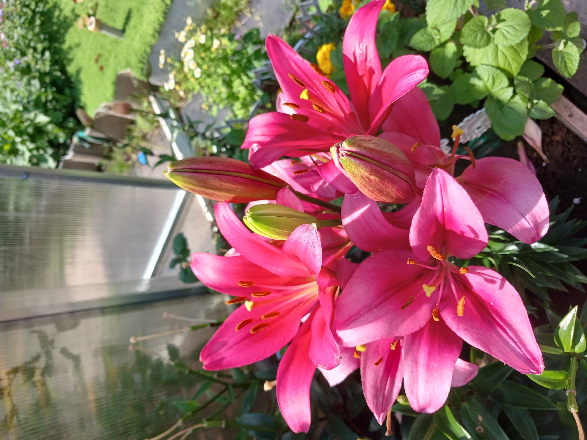 This is a close-up, eye-level, outdoor photograph of a cluster of bright pink lilies. The lilies are in full bloom with vibrant petals and prominent orange stamens. Several lily buds, still partially closed, are also visible. The flowers are situated in the foreground, with lush green foliage surrounding them. In the background, a glass greenhouse or conservatory is partially visible, suggesting a garden setting. Beyond the greenhouse, a well-maintained lawn and some white and yellow flowers can be seen, along with a grey decorative fence. The overall impression is one of a sunny day in a garden in Vasilyevo, Russia, where these lilies are in bloom.
