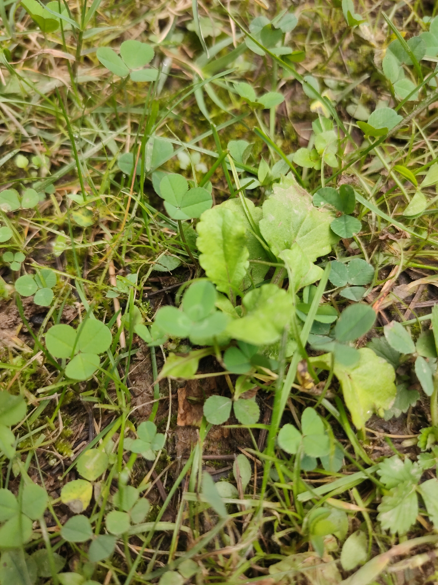 A close-up, eye-level shot captures a patch of ground covered in green vegetation, primarily clover and blades of grass. The soil beneath is visible in some areas, appearing dark and slightly moist. The vegetation is dense, with various shades of green due to the mix of plants and lighting conditions. Some leaves show signs of discoloration or wear, with yellowing and brown spots present on a few clover leaves. The image is taken from an outdoor environment, likely a park or lawn, given the presence of grass and clover. The lighting is natural and appears to be daylight, though no direct sunlight is visible. The focus is on the ground-level details of the plants and soil.
