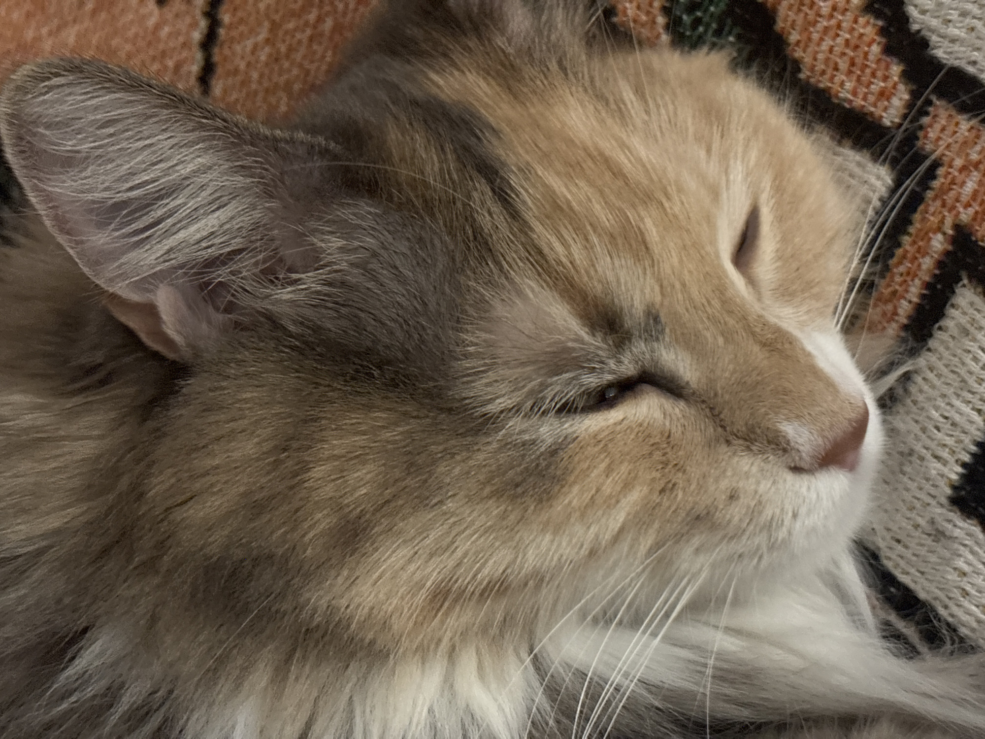 A close-up, overhead shot shows a fluffy cat sleeping. The cat's fur is a mix of tan, gray, and white. Its eyes are closed, and its head is turned to the side. The cat is lying on a patterned blanket. The scene is not associated with a specific city or location.