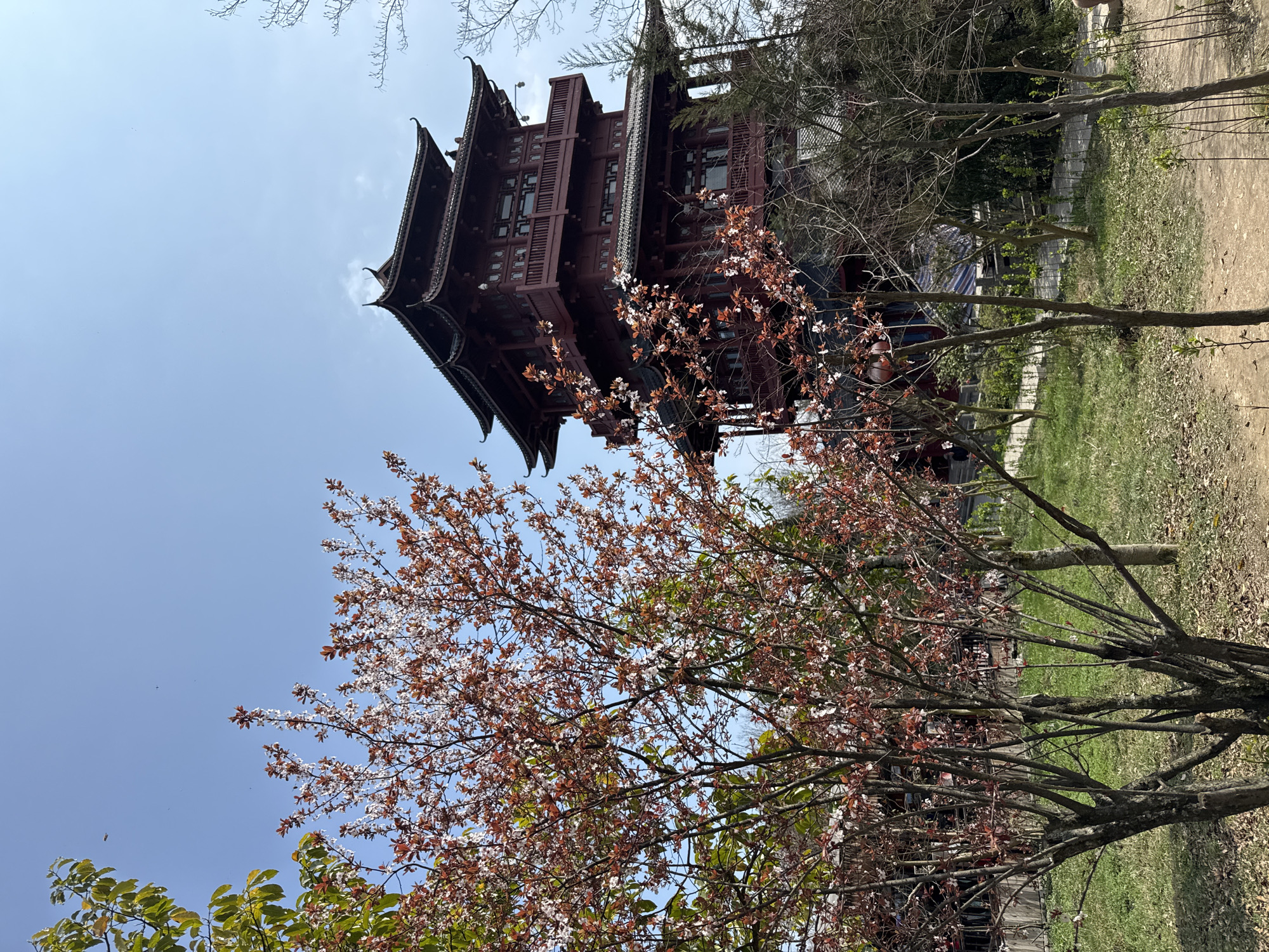 A multi-tiered, dark red traditional Chinese pagoda-style building stands prominently in Wulingyuan, China, under a clear blue sky. The four-story structure features multiple ornate dark roofs, balconies on at least two levels, and numerous windows. In the foreground, several deciduous trees with slender trunks partially obscure the building. These trees exhibit small white and light pink blossoms alongside reddish-brown leaves, indicative of springtime foliage. A tree on the far left displays green leaves. The ground consists of patches of green grass interspersed with areas of brown earth and scattered dry leaves, with a faint dirt path visible on the right. No individuals or specific activities are discernible.