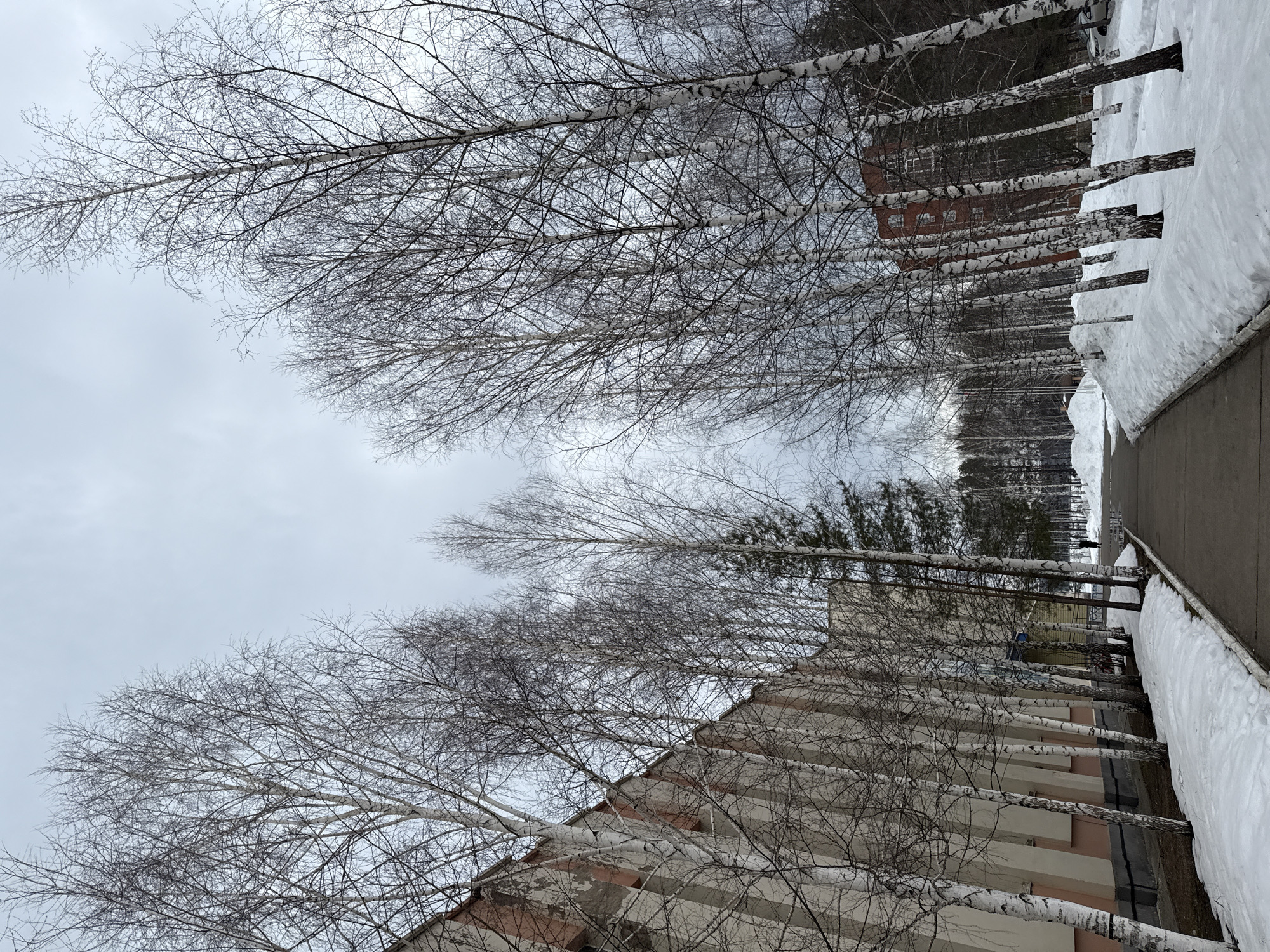 The image depicts a winter scene in Chaikovsky, Russia. A line of birch trees with bare branches extends along a sidewalk covered in snow. Buildings are visible in the background, indicating an urban environment. The sky is overcast. The scene appears deserted, with no people visible in the frame.
