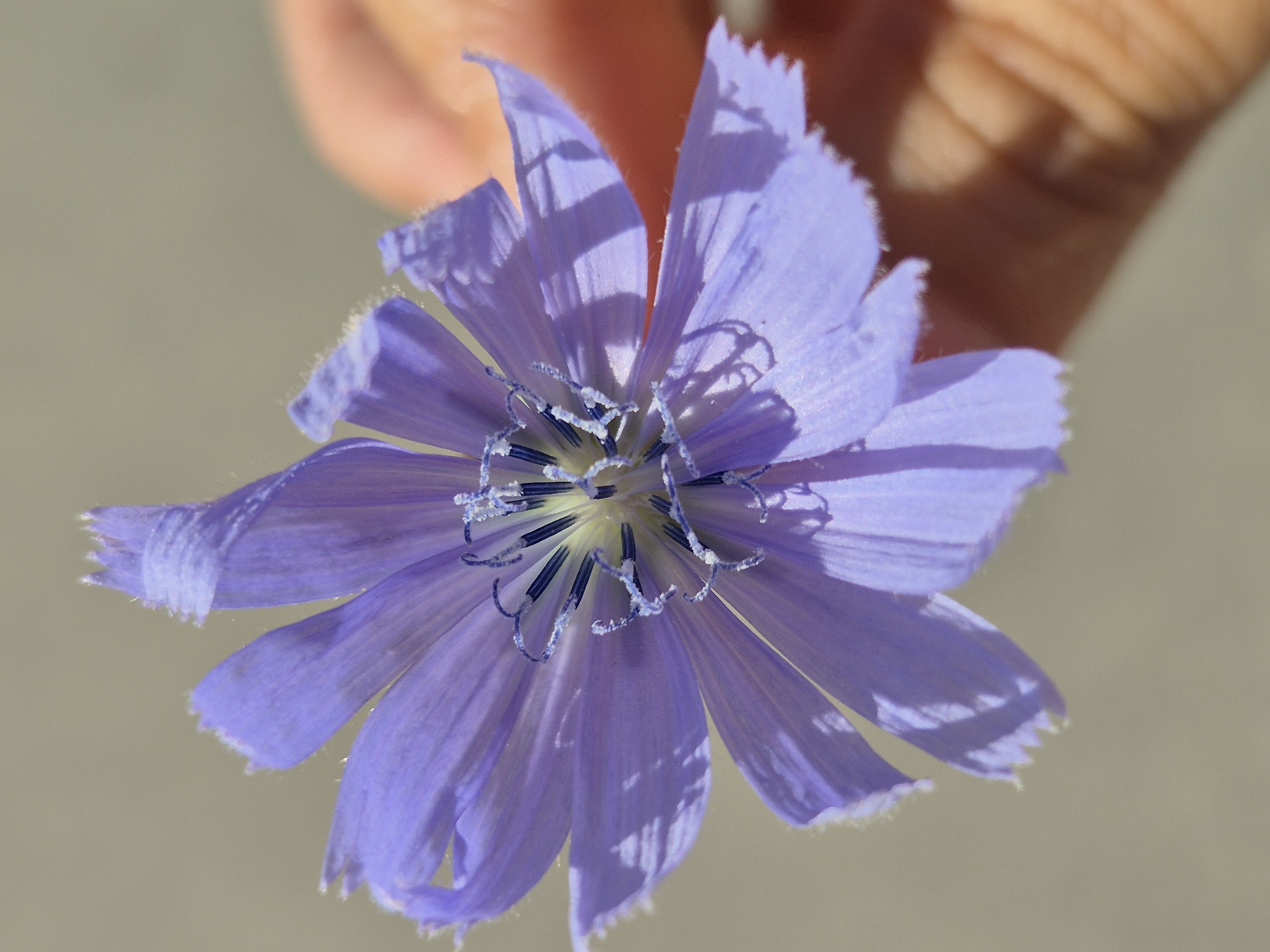 A close-up, vertical, eye-level shot shows a single, light purple chicory flower held by a person's hand against a blurred, neutral background. The flower's delicate petals, with their characteristic jagged edges and visible veins, are the primary focus. The center of the flower reveals dark blue stamens and light-colored pistils, creating a striking contrast. Shadows cast by the petals add depth and texture to the scene. The hand, partially visible on the right side of the frame, appears to be a light skin tone and is gently cupping the flower. The background is out of focus, a soft blend of light beige and grey, suggesting an outdoor setting. There is no discernible connection to Kokshetau, Kazakhstan, or any specific urban environment.