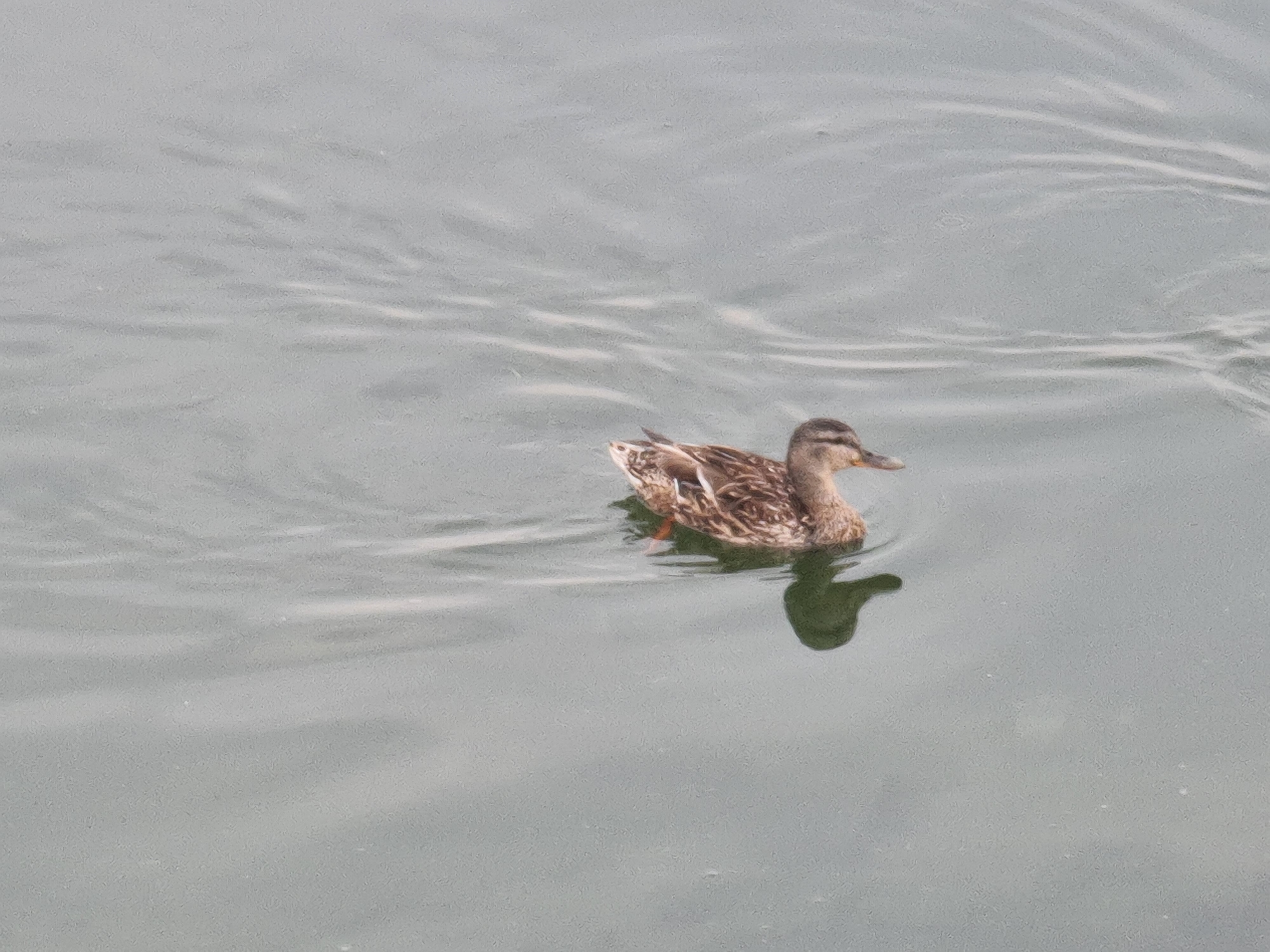 A single mallard duck swims in a calm body of water, its mottled brown and white feathers clearly visible. The duck is facing towards the right side of the frame, with its head slightly lowered. Its reflection is visible below it in the water, creating a darker, elongated silhouette. The water itself has a textured, rippled surface, with subtle variations in shade creating a sense of depth and movement. The background is entirely composed of this water, with no land or other objects in sight. The lighting appears to be natural and diffused, suggesting an overcast day or a shaded area. This scene could be observed at the Angara River or any of the city's lakes in Irkutsk, Russia.