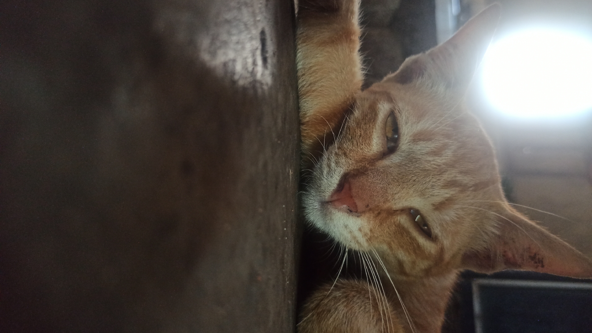 A close-up, low-angle shot captures an orange tabby cat resting its head on a dark, reflective surface. The cat's eyes are partially closed, giving it a sleepy or perhaps annoyed expression. Its whiskers are prominent against its fur. In the background, a bright, out-of-focus light source is visible on the left, and a dark, indistinct object occupies the right side of the frame. The surface the cat is resting on appears to be a table or floor, with a slight sheen suggesting it might be slightly wet or polished. The image does not contain any information that would indicate its location within Tuba, Indonesia.