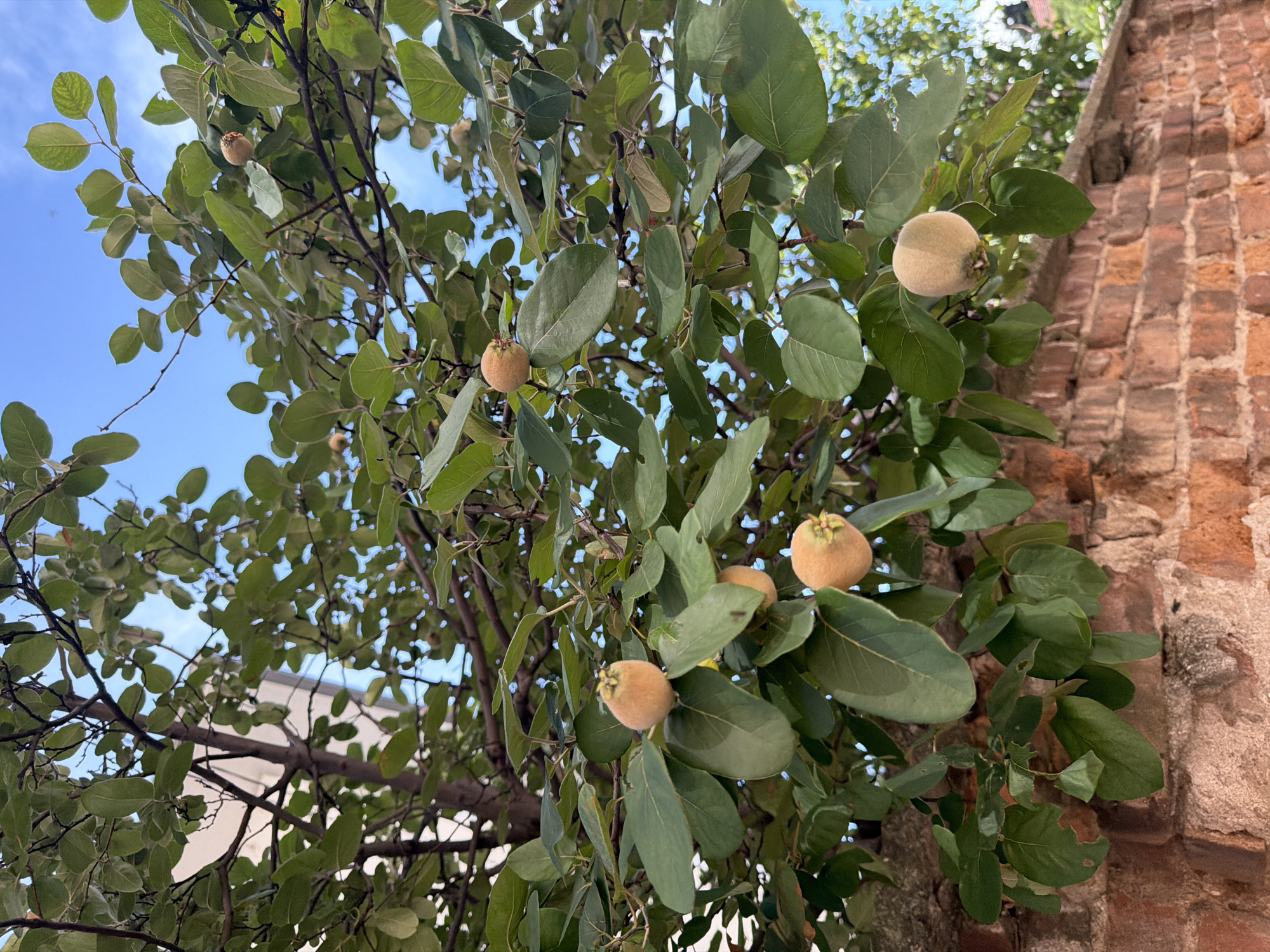 A close-up, low-angle shot captures a tree with ripening quince fruits against a bright blue sky and a textured brick wall. The tree's branches are laden with oval, fuzzy, pale yellow fruits, some clustered, others hanging individually among abundant green leaves. The leaves are large and oval-shaped with smooth edges. The brick wall below the tree is weathered, with variations in the color of the bricks and mortar, suggesting age. The background shows glimpses of more foliage and buildings, implying an urban setting. The scene is brightly lit, indicating daylight. The location is identified as Pazardzhik, Bulgaria.