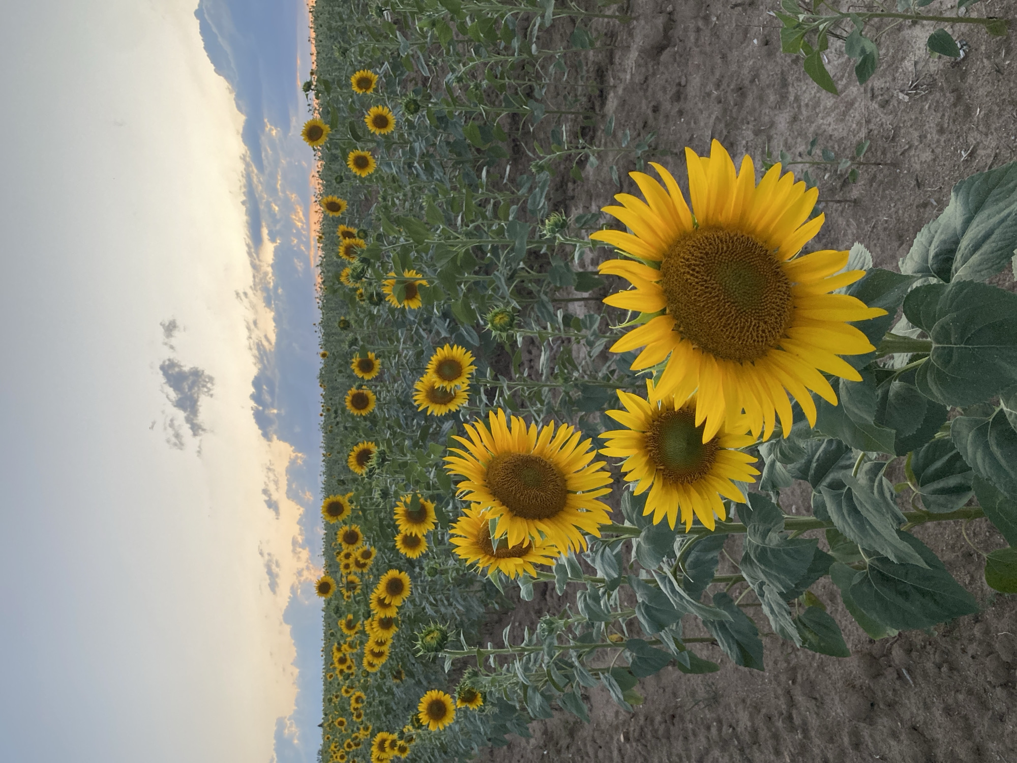 This is a photograph of a sunflower field at dusk. The sky is a gradient of pale blue and orange with scattered clouds. The field is full of sunflowers in various stages of bloom, with some in full flower and others as buds. The sunflowers are arranged in rows. The ground is dirt. The image appears to have been taken in Courpière, France, given the prompt.
