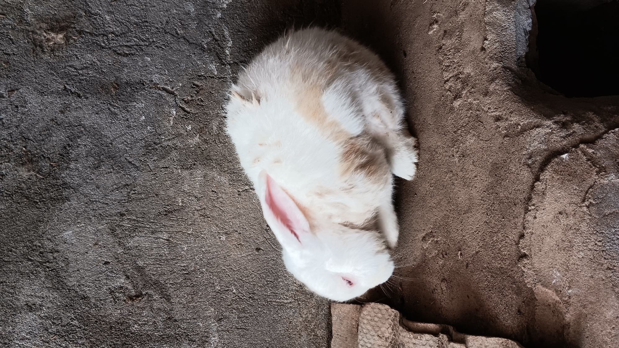 A white rabbit with light brown patches is resting on a dusty, concrete surface in front of a rough, gray wall. The rabbit is positioned on the right side of the frame, facing left with its head lowered. Its ears are visible, and one ear is slightly tilted. To the left of the rabbit, there are some stacked, rough material pieces. The environment appears to be outdoors or in a sheltered area with a naturalistic, somewhat unkempt appearance. The overall lighting suggests daylight.