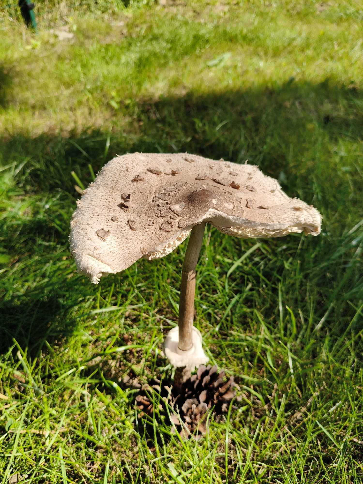 A large, umbrella-shaped mushroom with a pale, textured cap is growing in lush green grass. The cap has brown markings and a fringed edge. A slender brown stem supports the cap, emerging from a white base. Beside the mushroom, a dark brown pine cone rests on the grass. The scene is illuminated by bright sunlight, casting a shadow from the mushroom onto the grass. The setting appears to be an outdoor area, likely a lawn, possibly within the city of Bigauņciems, Latvia, given the hint. There are no people or animals visible in the image.