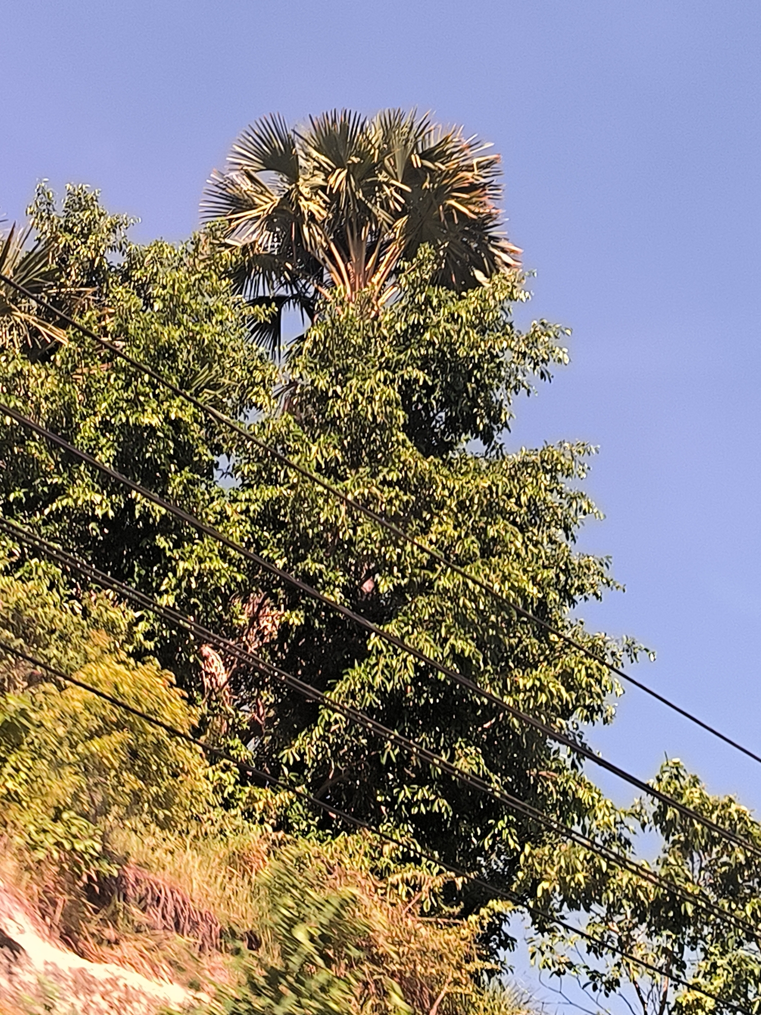 This vertical image captures a vibrant natural scene on a bright, clear day in Seuneubok, Indonesia. The dominant features are dense green foliage and a prominent fan-palm tree against a crisp blue sky.
In the upper central portion of the frame, a large fan-palm tree, likely a Palmyra palm or similar species, stands tall with its distinctive spiky, fan-shaped fronds. Its trunk and some fronds are partially visible through the surrounding canopy. Below and around the palm, a thick mass of tropical trees with small, bright green leaves fills the mid-ground and extends downwards, creating a lush, verdant environment.
Several dark, parallel power lines cut across the image horizontally, passing through and above the tree canopy. The lower left side of the frame shows a sloped hillside covered in a mix of green and brownish-yellow vegetation, indicating uneven terrain.
The clear blue sky and strong sunlight suggest a daytime setting, likely morning or afternoon, with fair weather. No people, animals, or discernible text are visible within the image. The scene showcases a tropical landscape with natural beauty interspersed with utility infrastructure.