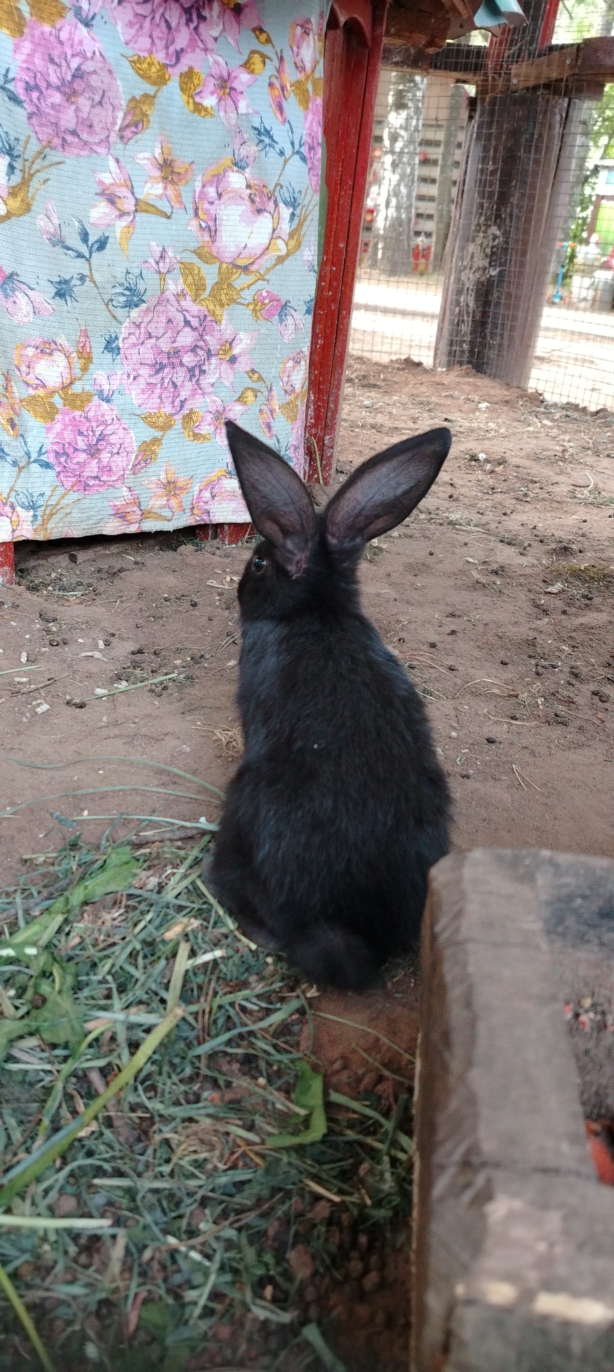A black rabbit sits on brown dirt interspersed with green vegetation. The rabbit's back is to the viewer, showing its long ears pointing upwards. To the left of the rabbit is a floral curtain. Behind the rabbit, a blurred fence and trees are visible, suggesting an outdoor location. The image was taken in the city of Chaikovsky, Russia. A wooden structure is partially visible on the right side of the image.