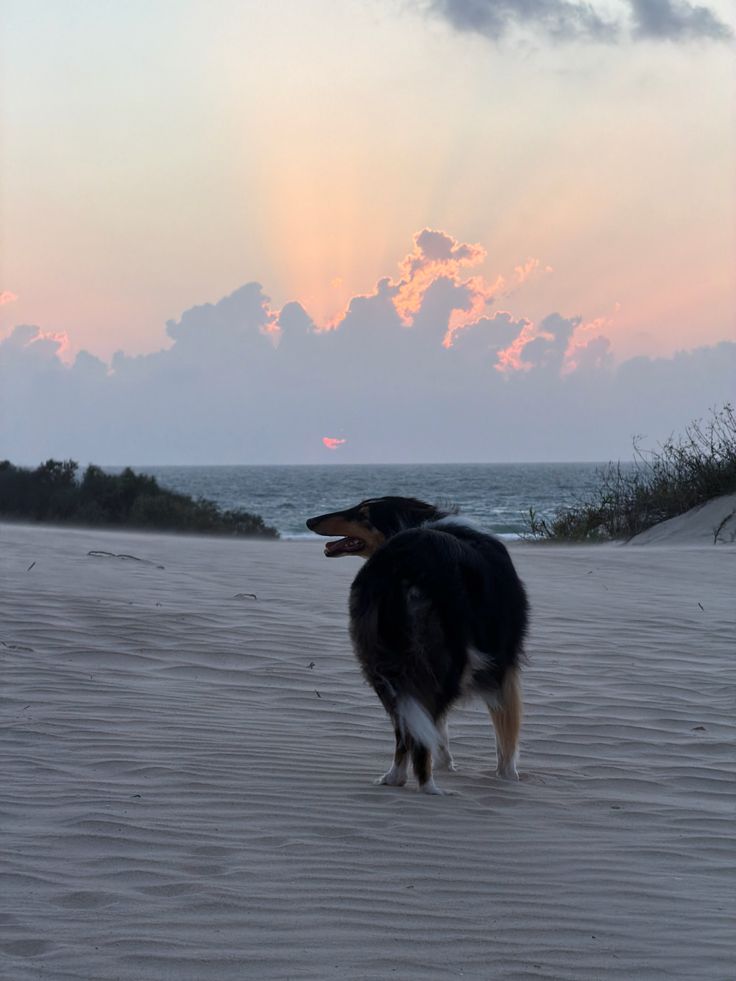 A black and tan dog stands on a sandy beach, facing away from the viewer and looking out at the ocean. The dog's fur is ruffled by the wind. The sky is a soft gradient of pink, orange, and blue, with the sun low on the horizon, partially obscured by clouds. The ocean is calm, with gentle waves lapping at the shore. The beach is covered in rippled sand dunes, with sparse vegetation on the right side of the image. The location is Palmachim Beach, Israel, known for its natural beauty and archaeological sites.