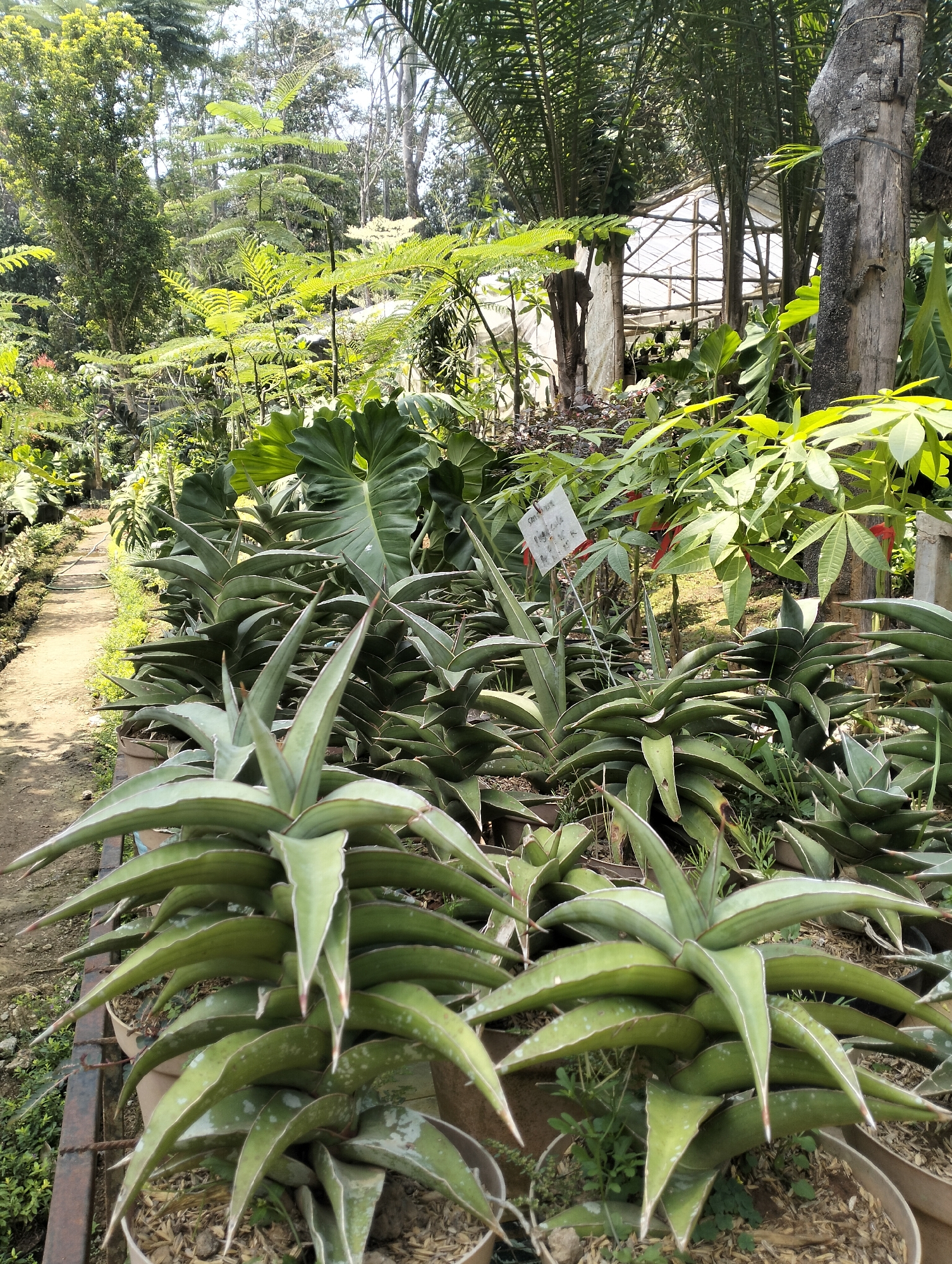 The image depicts an outdoor plant nursery, likely located in Banjarejo, Indonesia, characterized by lush greenery and a rustic setting. In the foreground, a row of potted snake plants (Sansevieria species), identifiable by their thick, succulent, and variegated leaves with pointed tips, are arranged on a metal rack. A dirt pathway, lined with more plants in pots, recedes into the background on the left.
Behind the snake plants, a variety of other tropical plants with large, distinctive leaves, such as what appears to be a Philodendron or Alocasia, are visible. Further back, a greenhouse structure with a transparent roof and wooden frame stands, partially obscured by palm trees and other foliage. The overall environment is verdant, with sunlight filtering through the dense canopy of leaves, creating a dappled lighting effect. The ground is a mix of dirt and wood chips, typical of a nursery setting. There are no people visible in the frame, and the scene is static, focusing solely on the plant collection and its surroundings.