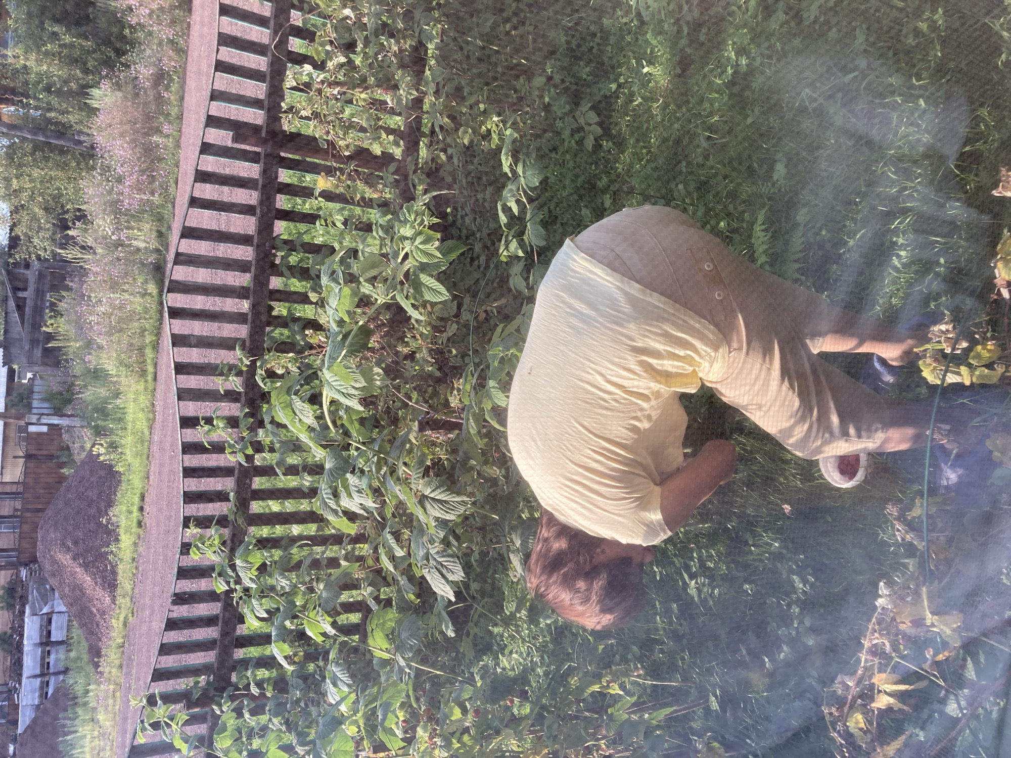 A person with reddish-brown hair, wearing a light yellow t-shirt and tan pants, is bent over harvesting raspberries from a bush in a garden. The person is facing away from the camera, with their head down, focused on the task. A small white bucket, containing some red raspberries, is on the ground near the person's feet. The garden is overgrown with lush green foliage and some dried branches. A rustic wooden fence, with vertical planks, runs along the background. Beyond the fence, a dirt path is visible, bordered by wild grasses and small pink flowers. In the far background, there are buildings and piles of gravel. The scene is illuminated by sunlight, casting shadows and creating a dappled effect. The image appears to have been taken from behind a window or screen, as there are some visible distortions and light flares.