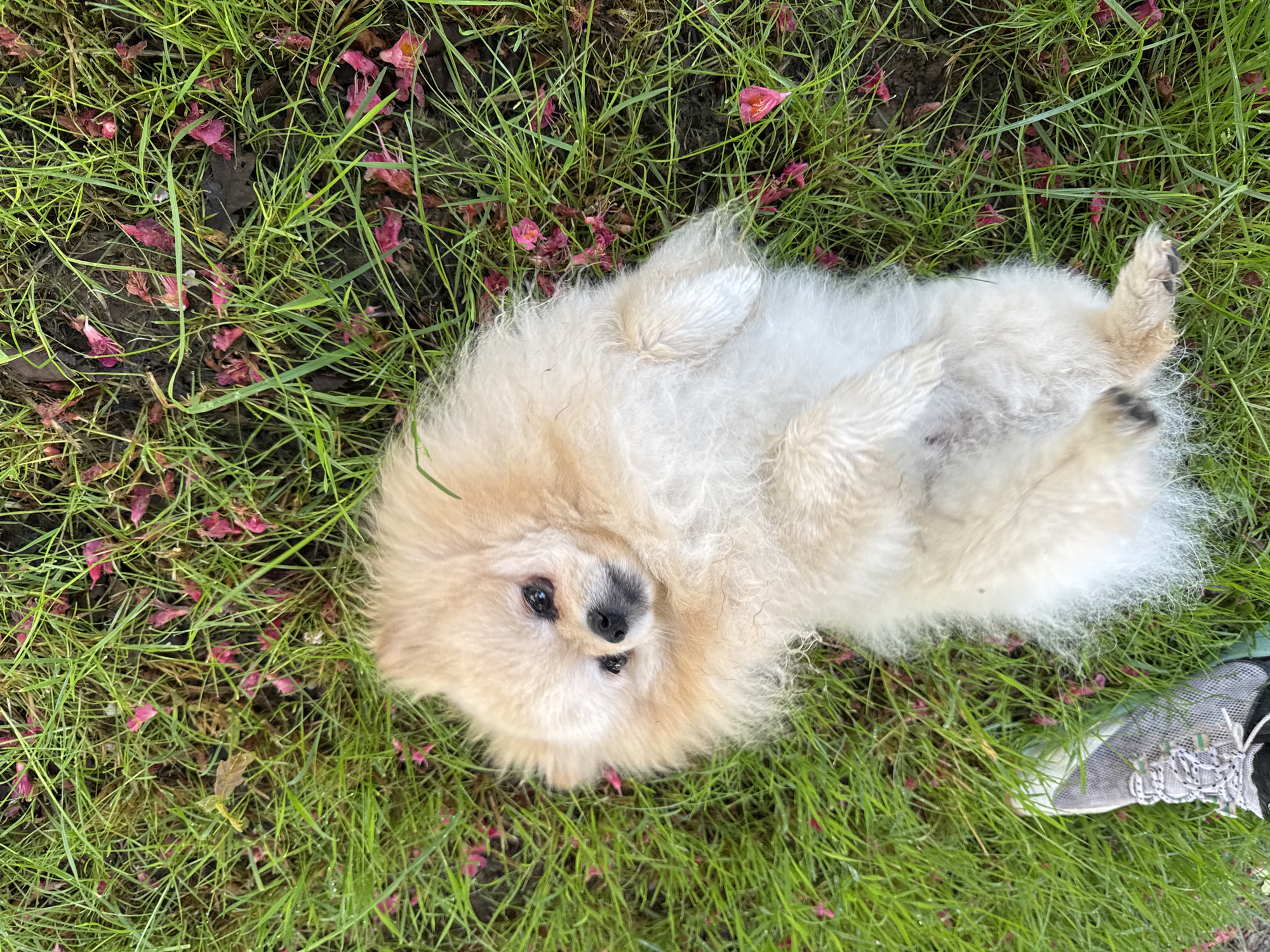 A cream-colored Pomeranian dog is lying on its back in a patch of green grass interspersed with scattered pink flower petals. The dog's paws are in the air, and its face is visible, looking towards the camera. The scene is outdoors, and a portion of a gray and white sneaker is visible in the lower right corner. The location appears to be a grassy area possibly within Bietigheim-Bissingen, Germany, based on the prompt; however, no specific landmarks or contextual clues definitively identify the location.