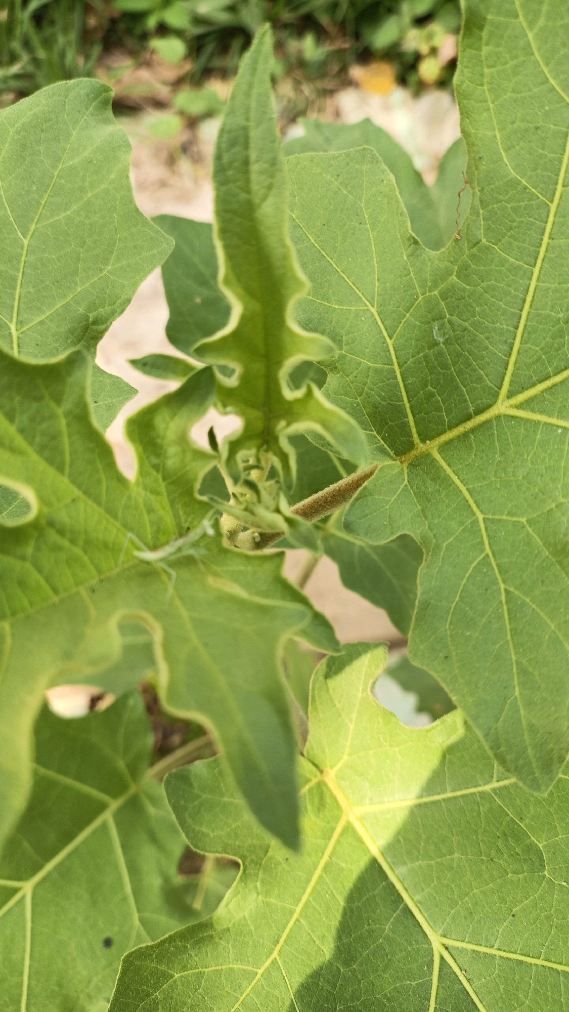 A close-up shot shows the vibrant green leaves of a plant. The leaves are broad with distinct veins, and some have irregular, serrated edges. In the center of the frame, a small, light green praying mantis is perched on a leaf, its body elongated and thin. The background is blurred, suggesting an outdoor environment with soil and some green foliage. The sunlight casts shadows on some of the leaves, adding depth to the image. This image was taken in Cikal, Indonesia.
