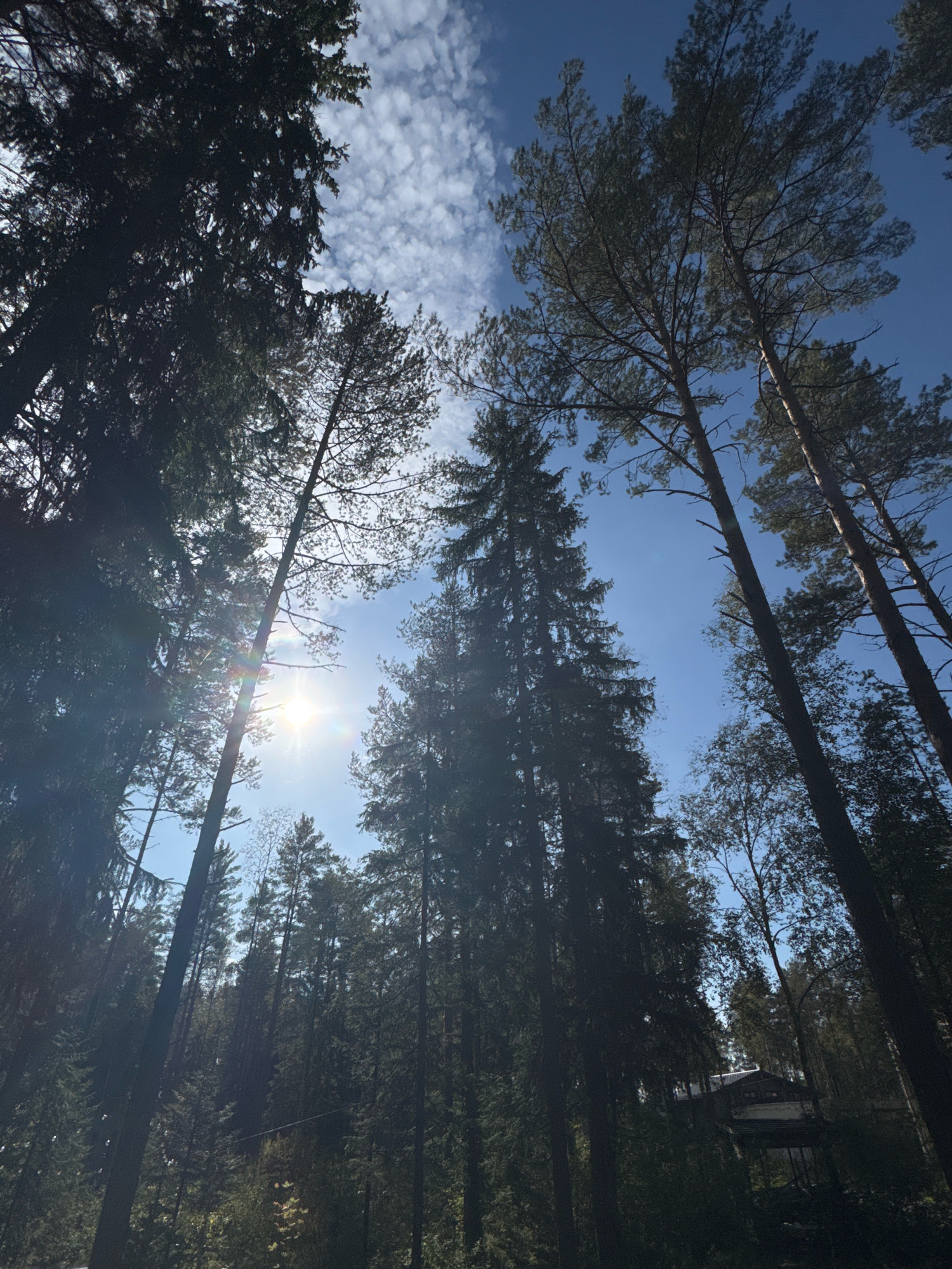 This is a low-angle, full shot of a dense forest with tall evergreen trees reaching towards a bright blue sky dotted with scattered white clouds. The sun is visible, shining brightly through the branches, creating lens flare and illuminating the scene with a warm light. The foliage is dark green and appears lush. In the distance, partially obscured by the trees, a modern wooden building with a dark roof is visible. The building appears to be elevated on stilts or a platform, with visible railings and architectural details suggesting it might be a dwelling or a recreational facility. The ground is not visible. The image conveys a sense of natural tranquility and the presence of a structure integrated within the natural environment.