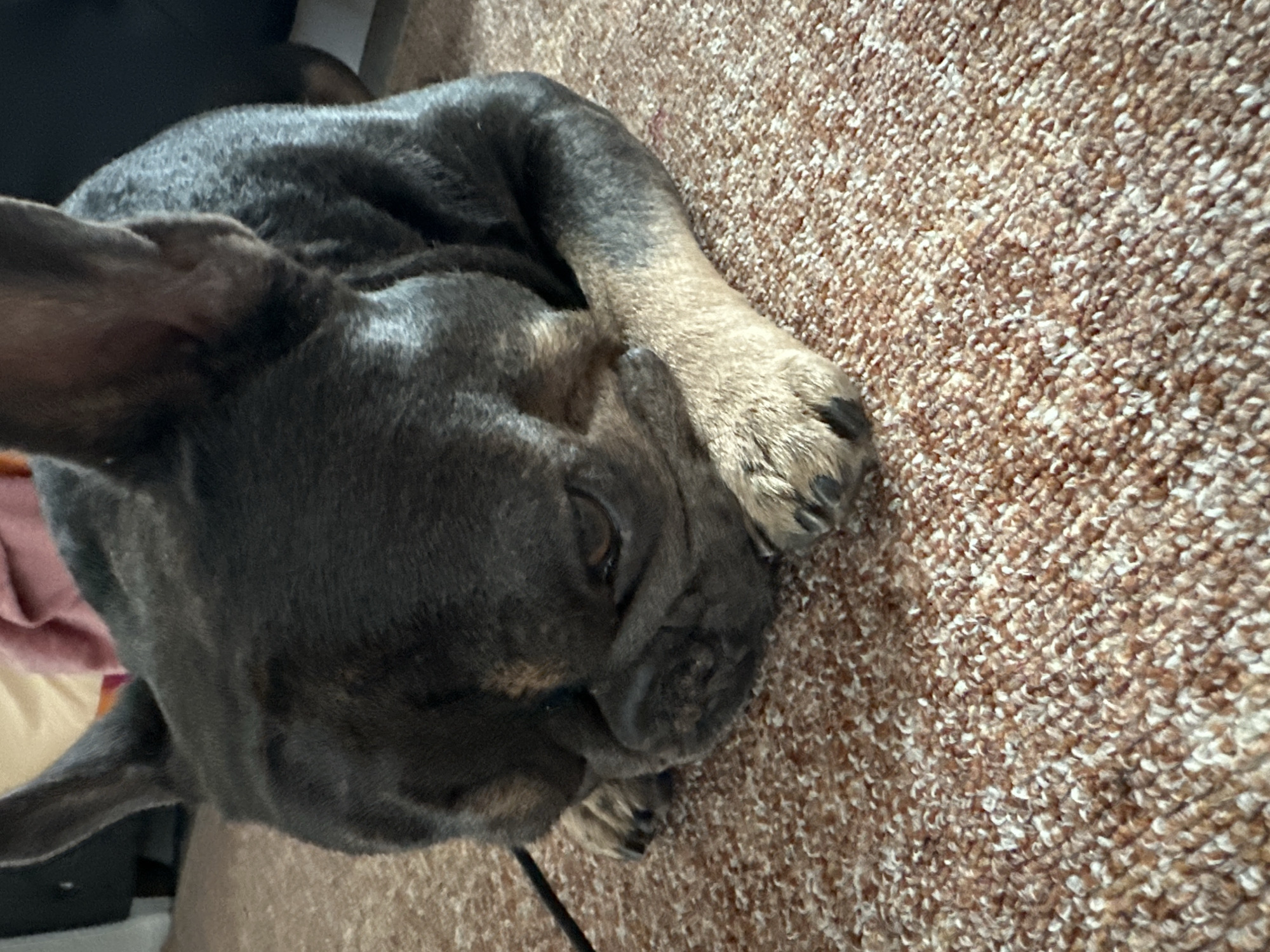 A close-up, low-angle shot shows a brindle French Bulldog lying on a brown carpeted floor. The dog's head is down, and its face is partially obscured by its paws. The dog's fur is dark with lighter brindle markings on its legs and face. The carpet is a textured, looped pile with shades of brown and white. In the background, a dark surface, possibly furniture, and a blurred pink and beige fabric are visible. The lighting appears to be ambient indoor lighting. The scene is indoors, the specific location within the city is Unknown.