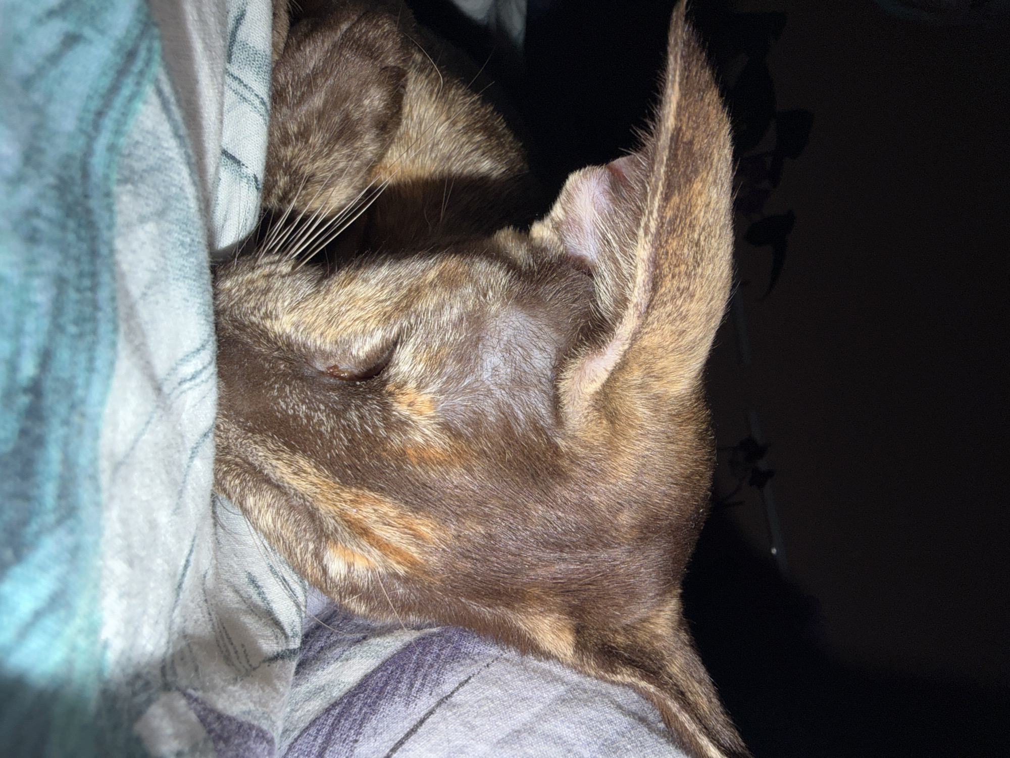 A close-up, horizontal shot features a tortoiseshell cat nestled comfortably against a patterned blanket, seen from a side profile. The cat's fur is a mix of rich brown, tan, and patches of burnt orange, characteristic of a tortoiseshell pattern. Its left ear is prominently visible, showing the fine, light-colored hair on the inside and a hint of a reddish spot or natural pigmentation on the skin. The cat's whiskers are long and white, extending from its muzzle, which is partially obscured by the fabric. Its eyes are not visible, suggesting it might be asleep or resting deeply.
The cat is positioned on a soft, multi-colored blanket or fabric, primarily featuring shades of blue, grey, and white in a plaid or striped pattern. The fabric on the left side of the frame is a lighter blue-grey, while the fabric closer to the cat is a mix of grey and purple hues. The background behind the cat's ear and head is dark, almost black, suggesting either a dimly lit room or another dark surface. The lighting appears soft, highlighting the textures of both the cat's fur and the blanket. The overall impression is one of peaceful rest and comfort. There is no visible text in the image. The location context provided for the image is Chaikovsky, Russia.