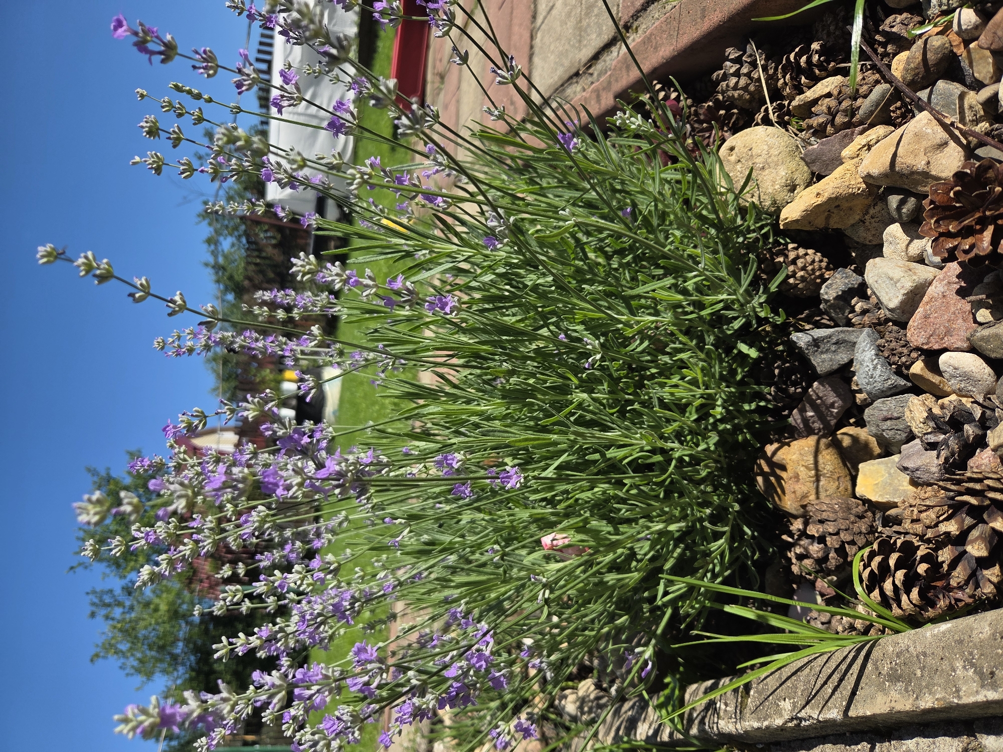 A close-up, eye-level, outdoor shot showcases a blooming lavender plant under a clear blue sky. The lavender, with its characteristic purple flowers and green foliage, is the central subject, positioned in a planter bed adorned with pinecones and various small stones. A light pink bloom is partially visible within the lavender foliage. In the background, out of focus, are hints of a residential area with a house and some parked vehicles, suggesting a suburban or rural setting. The scene is illuminated by natural sunlight, casting distinct shadows from the plants and stones onto the ground. The location is identified as Frolovo, Russia, based on the provided context.