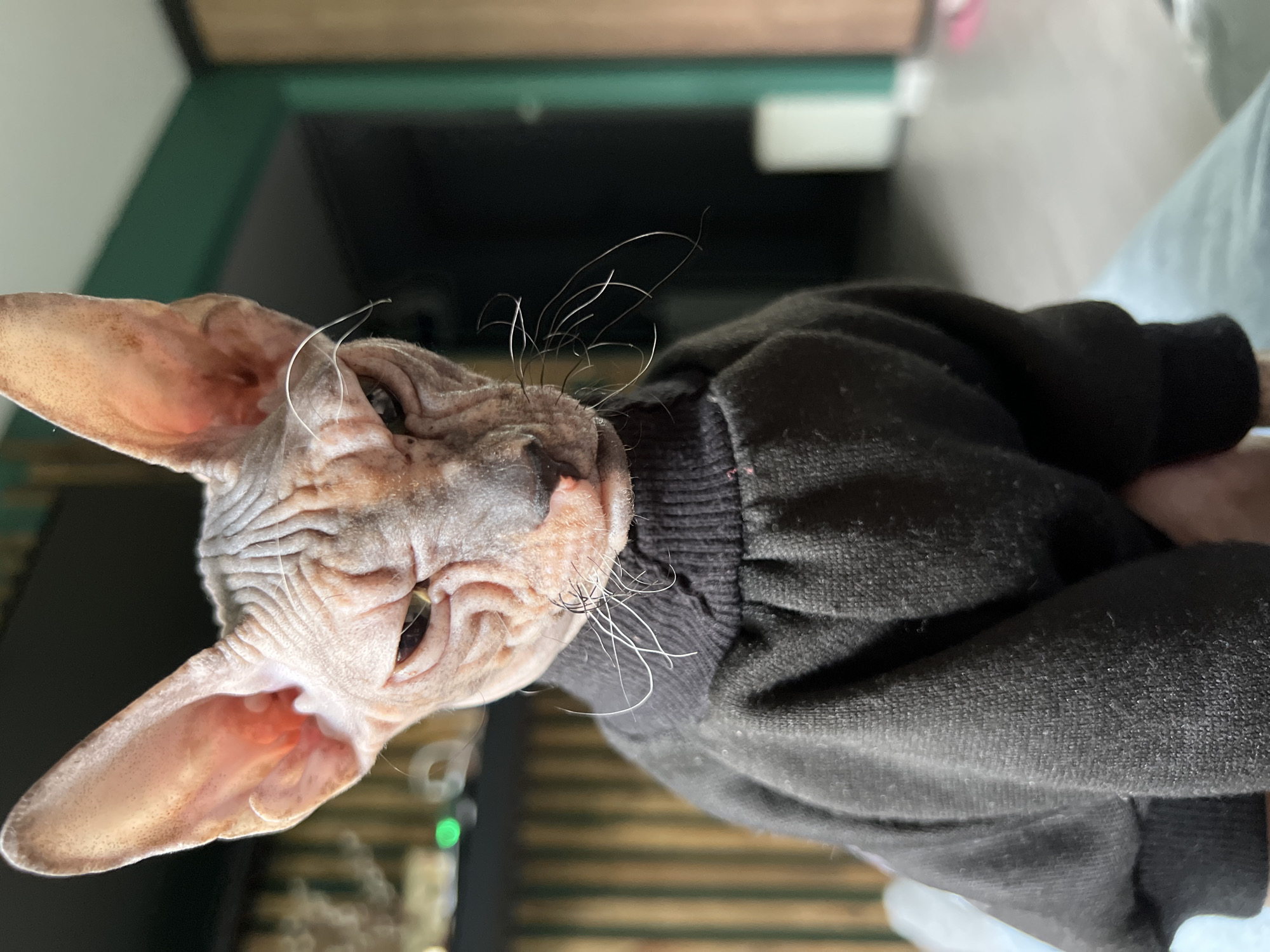 A close-up, slightly tilted shot of a Sphynx cat wearing a black sweater. The cat's face, ears, and neck are prominently featured, revealing its wrinkled skin and sparse whiskers. The background includes a blurred room interior with glimpses of furniture and walls. The location is not identifiable as Kazan, Russia based on the visual information provided.