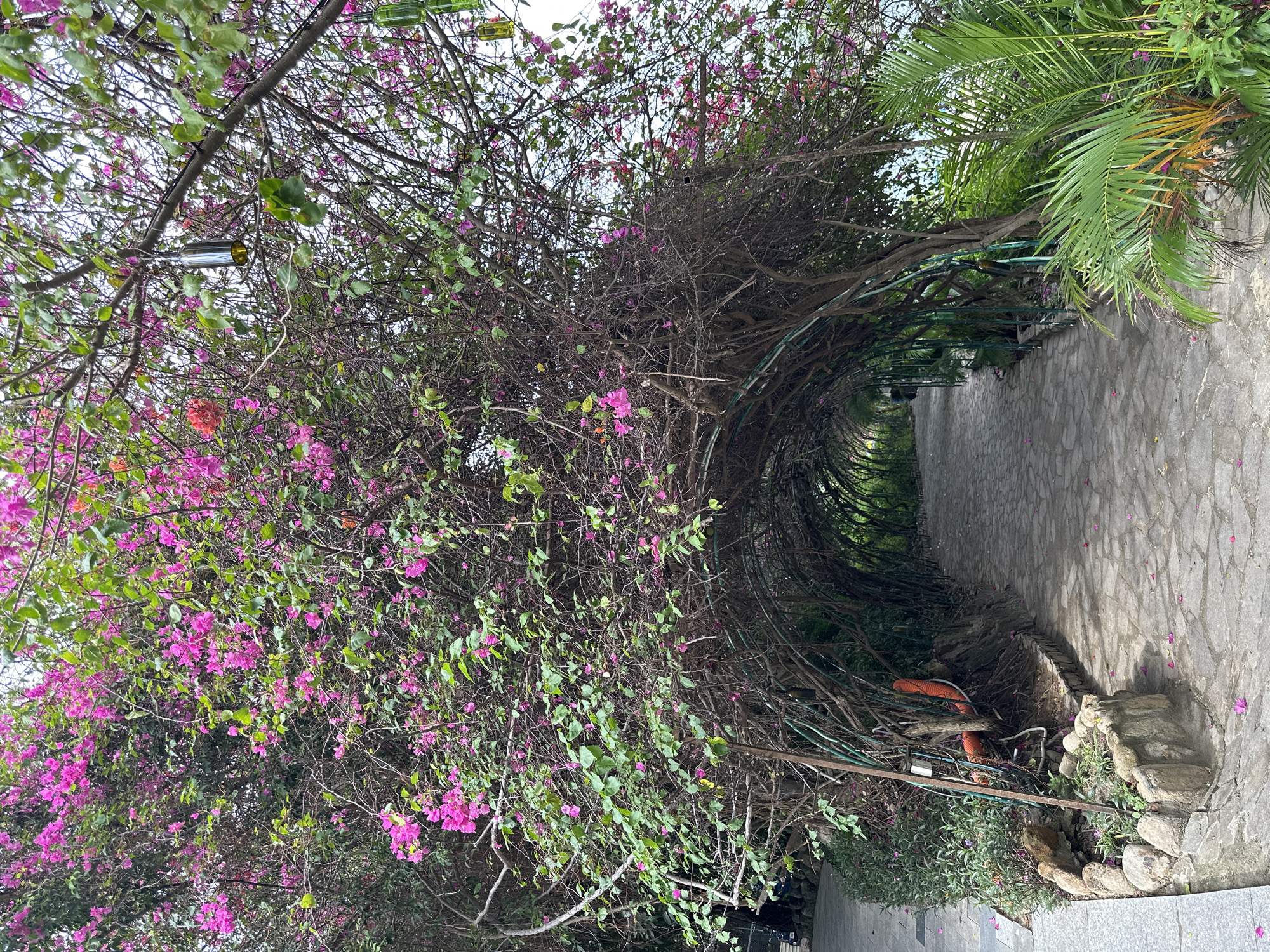 This media file captures a tranquil, vine-covered archway or tunnel in what appears to be a garden or park setting in Nam Nha Trang Ward, Vietnam. The main subject is a long pathway canopied by dense, flowering bougainvillea vines, primarily showcasing vibrant pink and magenta blossoms amidst lush green leaves and intricate brown branches.
The archway is supported by a green metal framework, mostly obscured by the vigorous plant growth. A stone-paved pathway, composed of irregular grey flagstones, extends through the center of the archway, receding into the background, inviting a stroll. Scattered pink petals are visible on the pathway, suggesting recent blooms or light breezes.
Notable details include several clear and green glass bottles hanging discreetly within the foliage, possibly acting as decorative elements or lighting fixtures; one bottle on the left emits a soft yellowish glow. On the right side of the pathway, beyond the archway structure, tall green palm fronds and other green foliage are visible, adding to the tropical ambiance. The lighting suggests an overcast day or a shaded area, creating soft, diffused light without harsh shadows. No people or visible text are present in the image. The scene evokes a peaceful and natural environment.