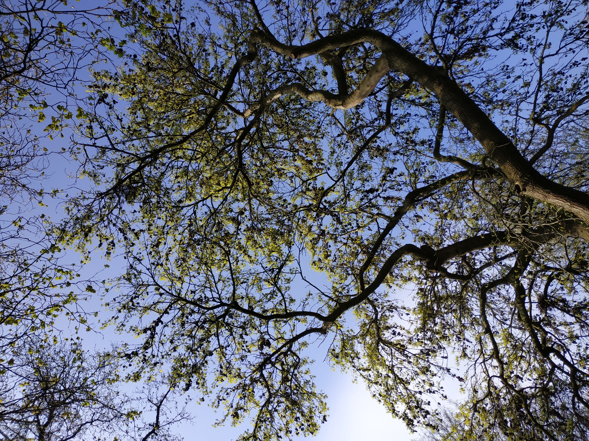 Looking upwards, the image features a network of tree branches against a light blue sky. Young green leaves are emerging on many of the branches. The scene appears to be in a park or wooded area within Dortmund, Germany. No people are visible. The interaction involves the trees growing and extending their branches towards the sunlight.