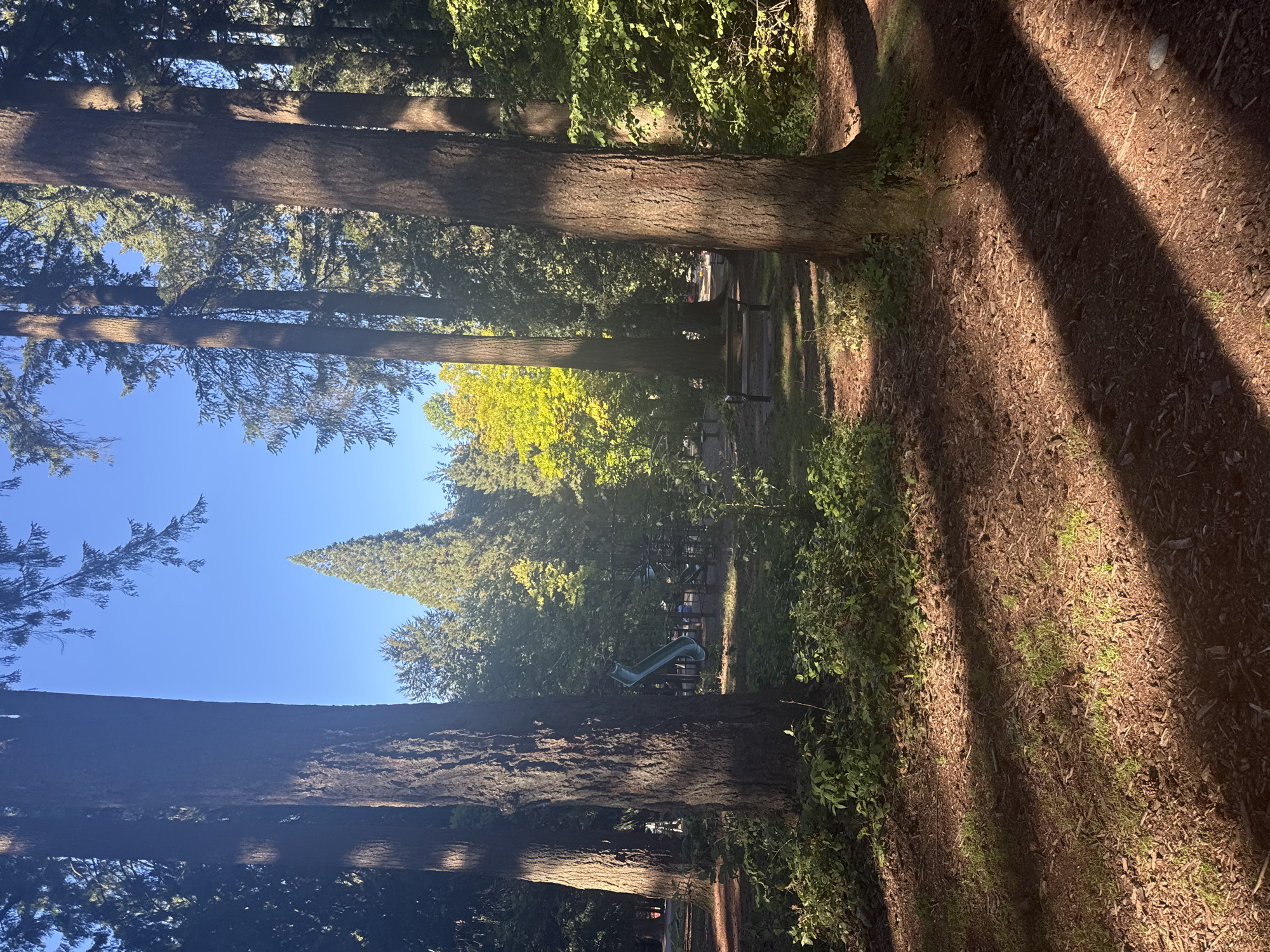 The image depicts a sun-dappled park scene with tall trees in the foreground. The ground is covered in a mix of dirt, bark chips, and sparse green grass. Sunlight casts long, diagonal shadows across the ground. In the middle ground, a playground slide, part of a larger play structure, is visible, as is a wooden park bench. The background consists of more trees and a clear blue sky. The location is identified as Moody Park in New Westminster, Canada.