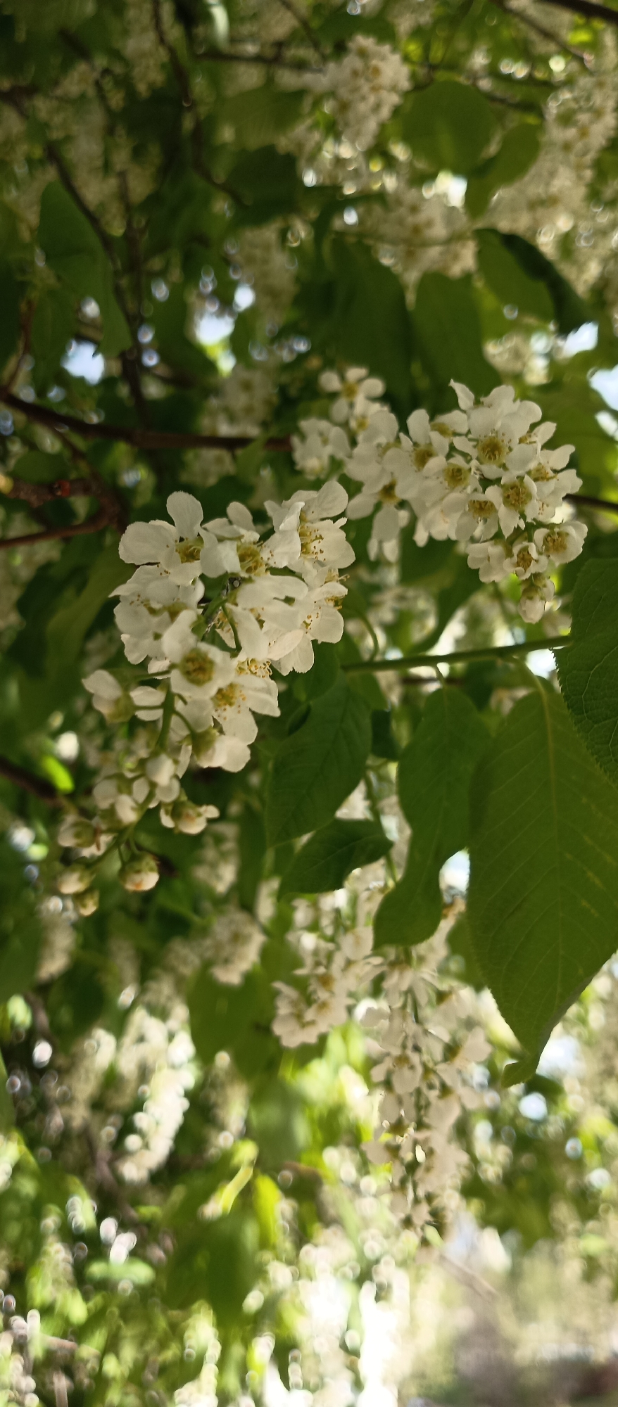 This image shows a close-up of a flowering tree branch. The flowers are small, white, and clustered together. Green leaves are also visible amongst the flowers. The background is blurred, suggesting a bright, outdoor setting in the city of Unknown, Unknown.