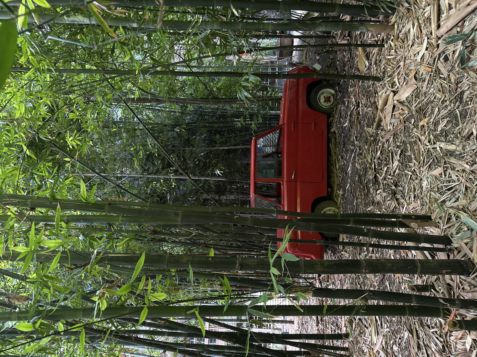 A vintage red automobile is parked amidst a dense bamboo forest in Tbilisi, Georgia. The car, positioned centrally in the frame, is a compact, two-door model with white-rimmed wheels. The bamboo stalks, varying in thickness and color from green to dark brown, surround the vehicle, with some growing close to its body. The ground is covered in a thick layer of fallen bamboo leaves and dry debris, with patches of dark, damp earth. In the background, parts of buildings with windows are visible through the dense foliage, suggesting an urban setting encroached upon by nature. The lighting suggests it is daytime, with dappled light filtering through the bamboo canopy. There are no people visible in the image.