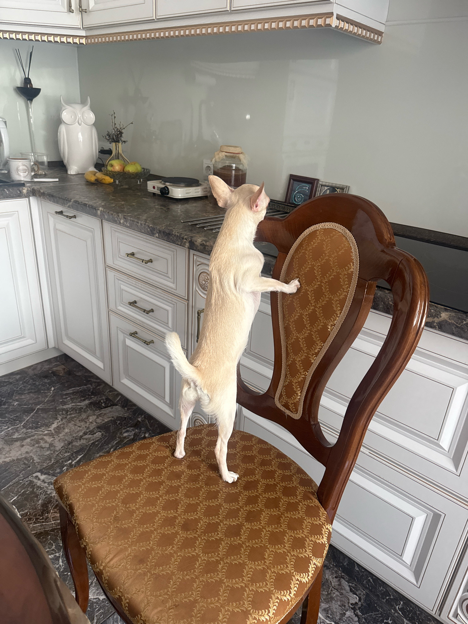 A pale tan Chihuahua stands on its hind legs on a dark wood chair with an ornate patterned seat and back. The dog is facing to the left and its front paws are resting on the chair back. The chair is positioned in front of kitchen cabinets with white doors and brass handles. A dark countertop runs along the cabinets. On the countertop are various kitchen items including a white owl statue, a bowl of fruit, and a small portable stove. The flooring is a dark marble pattern. The scene is indoors, likely a kitchen.