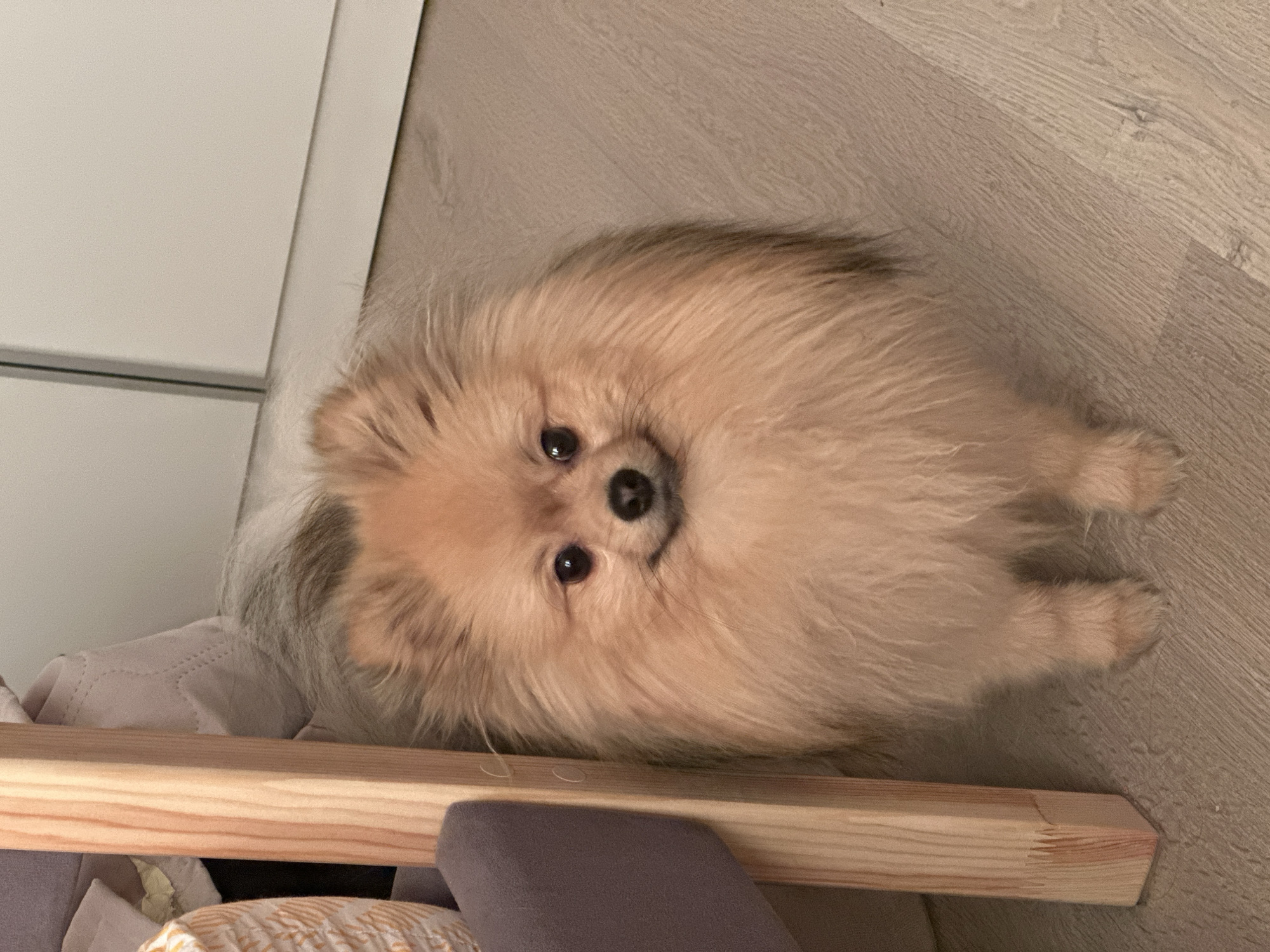 A tan Pomeranian dog is lying on a light wood-grain floor. The dog is positioned near a wooden furniture frame. A partially visible white cabinet is in the background. The location is unspecified, and there is no indication it is Votkinsk, Russia.