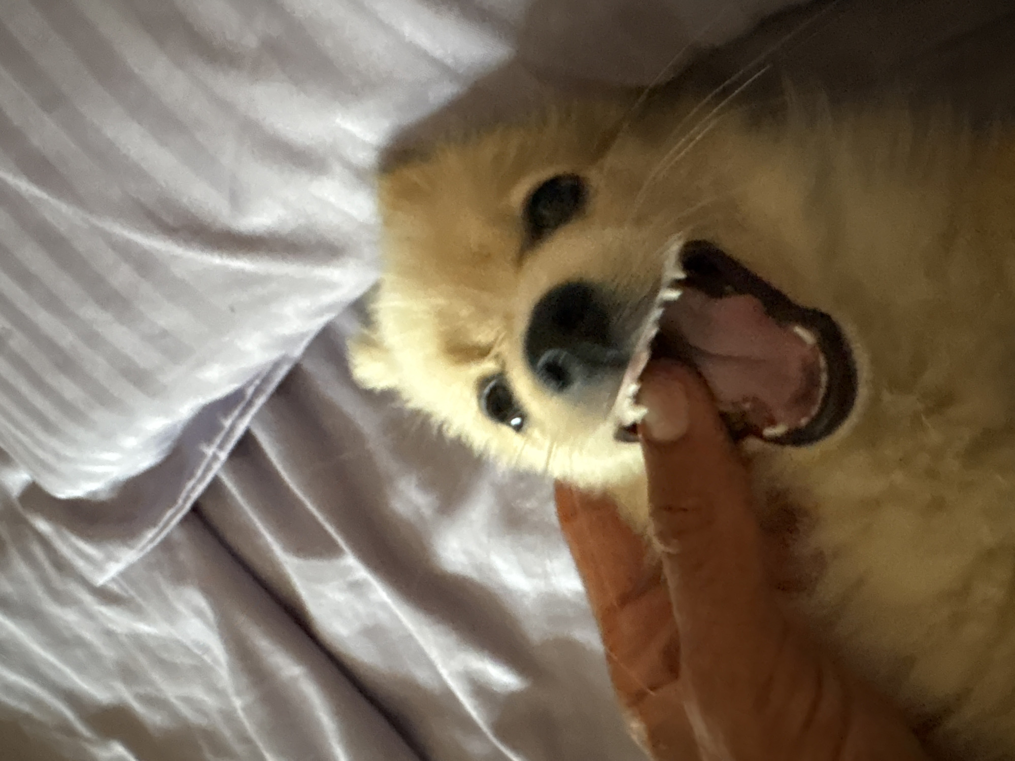 A close-up, low-angle shot shows a Pomeranian dog with its mouth wide open, revealing sharp teeth. A human finger is inserted into the dog's mouth. The dog has light brown fur and dark eyes. The background consists of a lavender-colored blanket with a striped texture. The scene appears to be indoors, likely on a bed. The location in Tankovo, Bulgaria, is not discernible from the image itself.